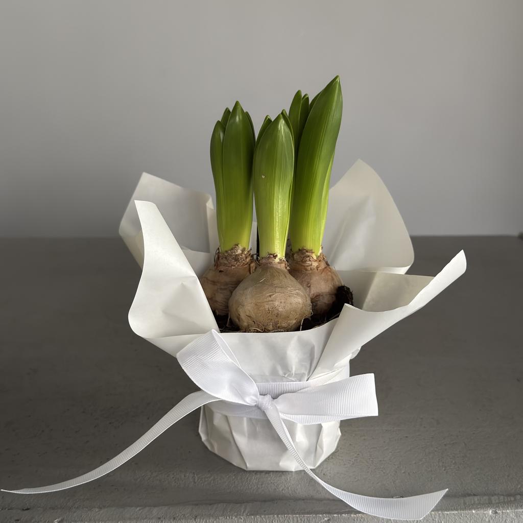 Луковицы гиацинтов в горшочке (3 шт)