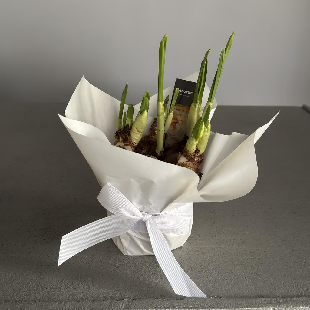 Луковицы нарциссов Брайдл Кроун (7 шт)