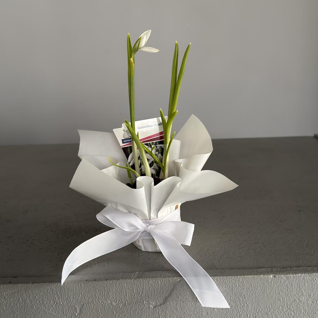 Луковицы галантуса (подснежника) (5 шт)
