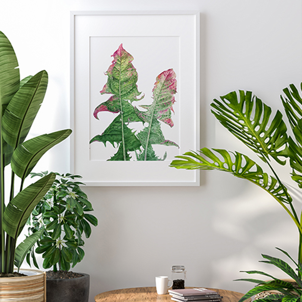 Листья одуванчика