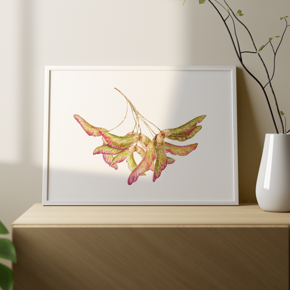 Крылатки клена