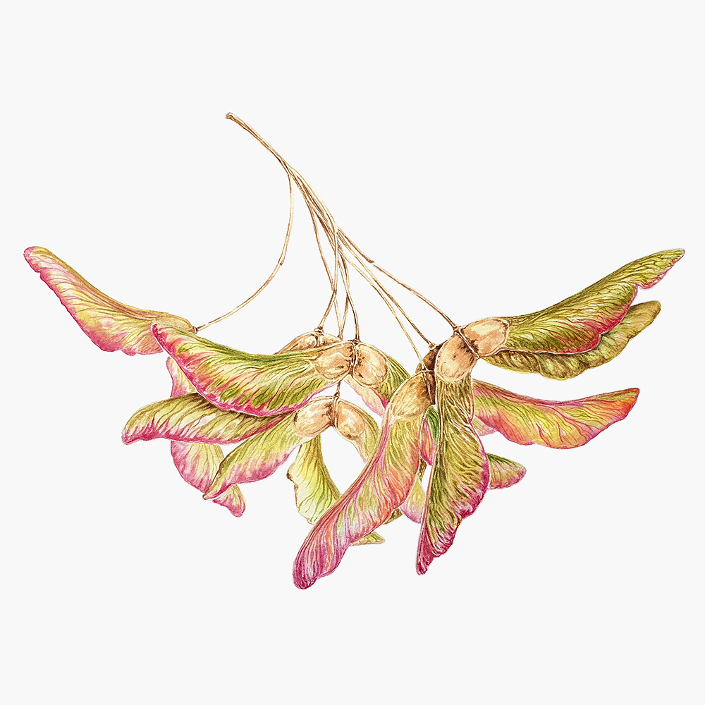 Крылатки клена