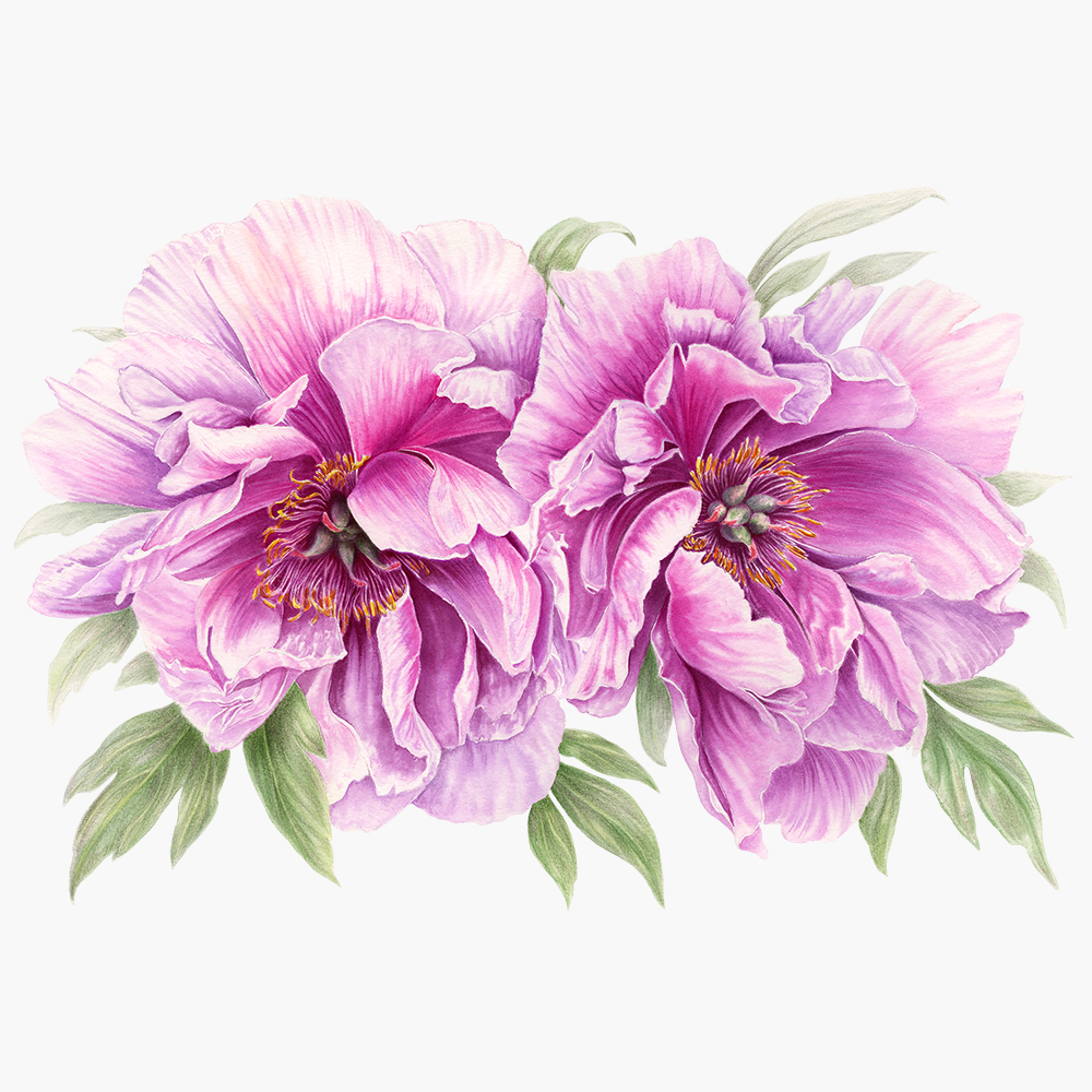 Пионы. Жикле