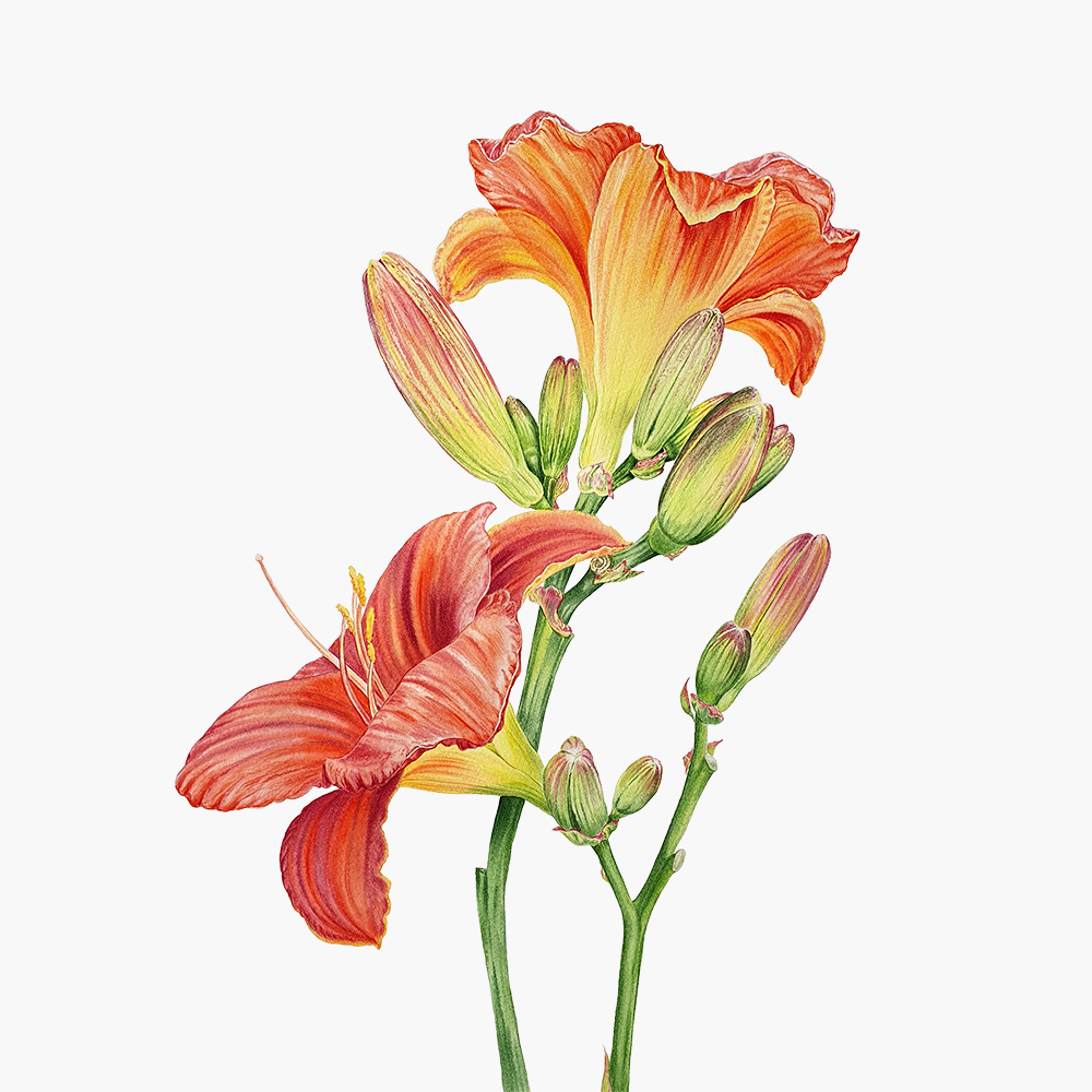 Лилейник. Жикле