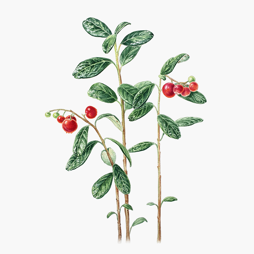 Брусника. Принт