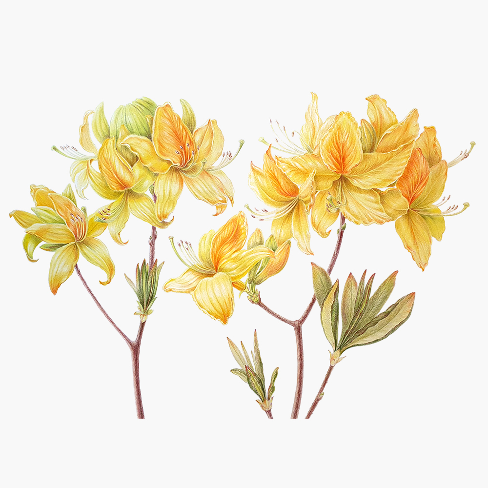 Рододендрон желтый. Принт