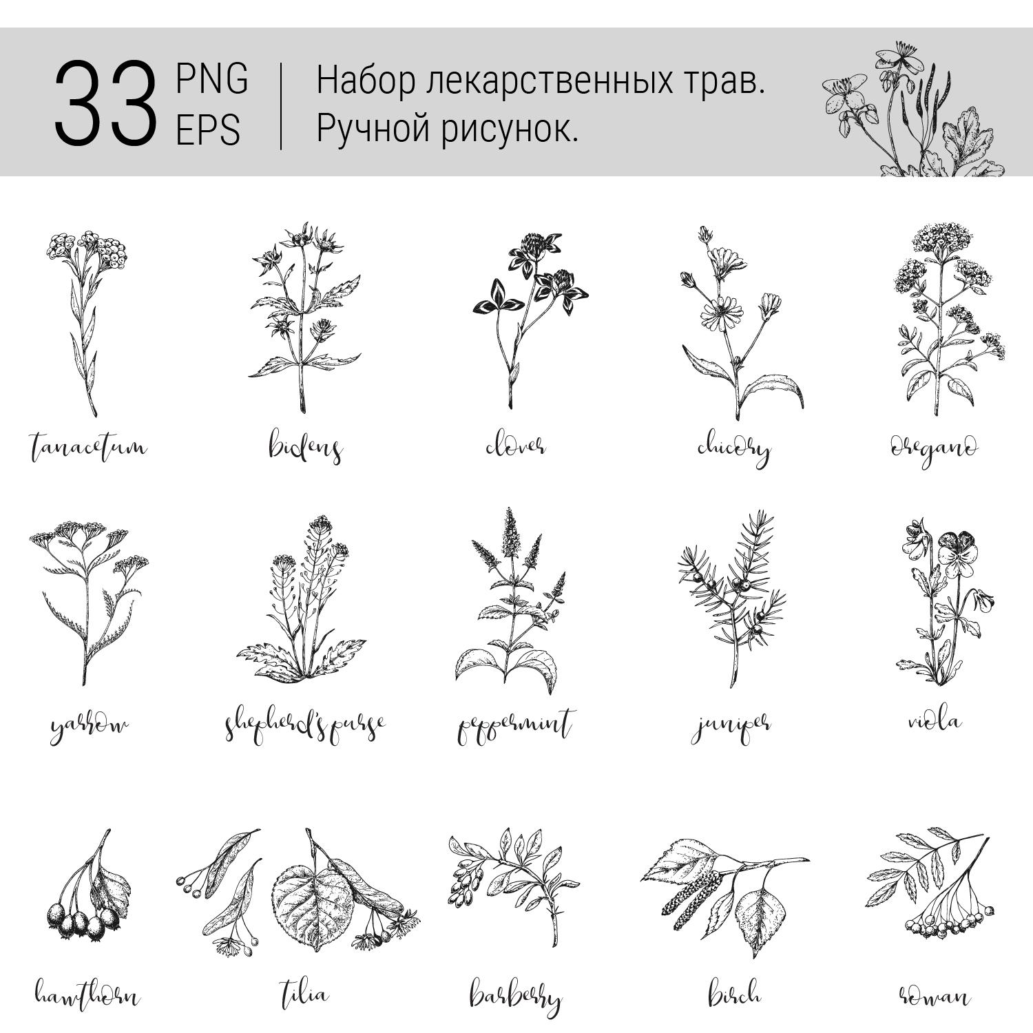 Набор лекарственных трав. PNG и EPS файлы
