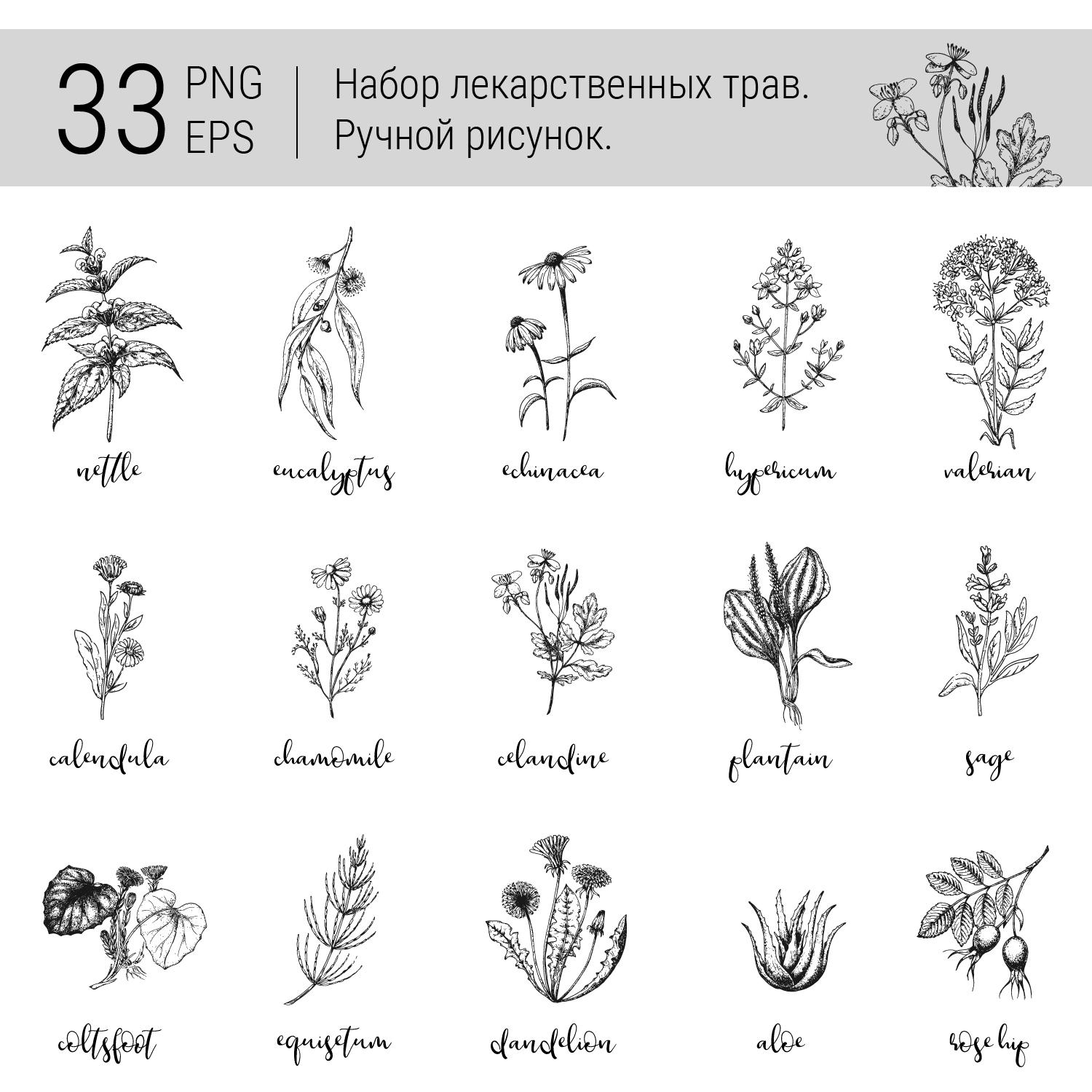 Набор лекарственных трав. PNG и EPS файлы