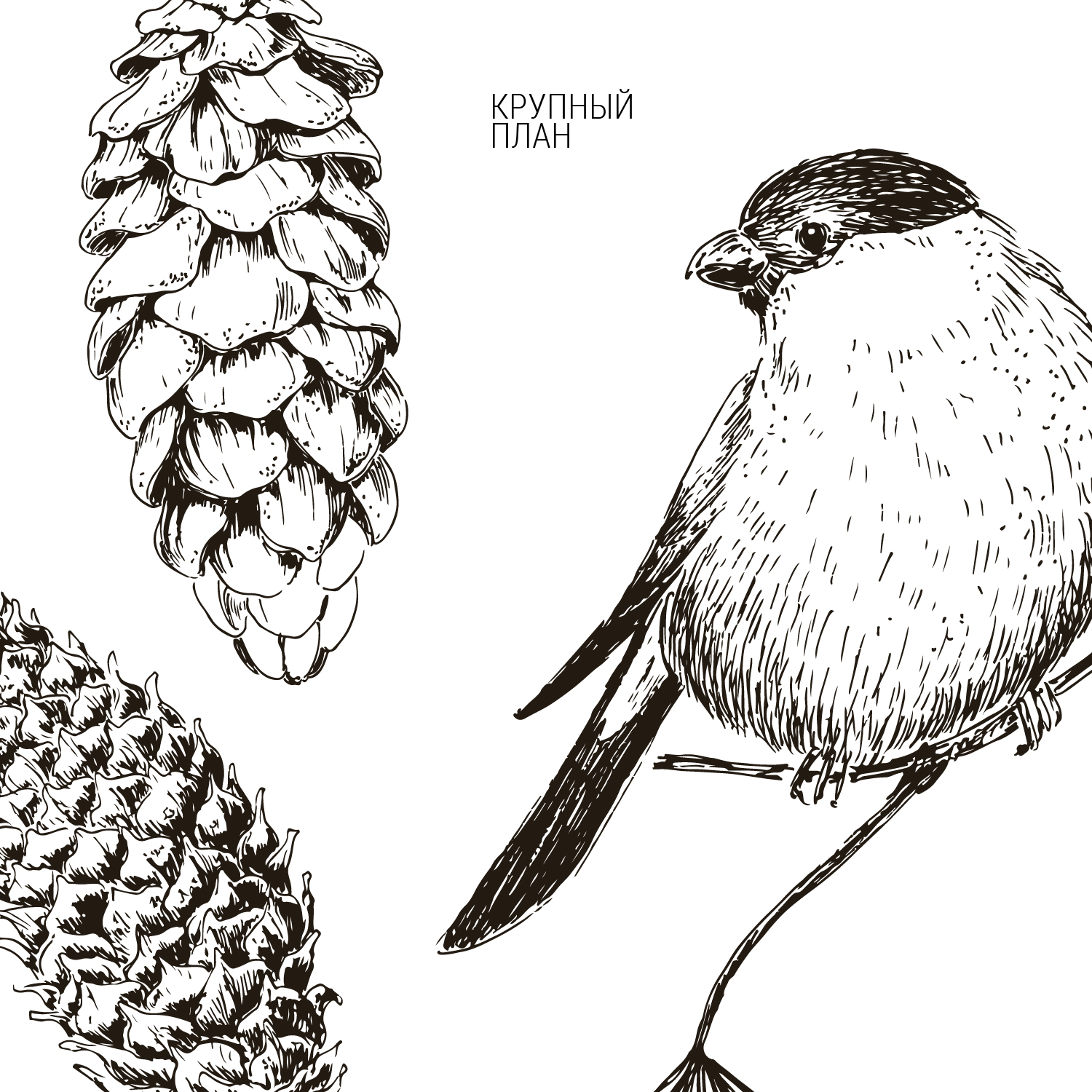 Зимние растения и птицы