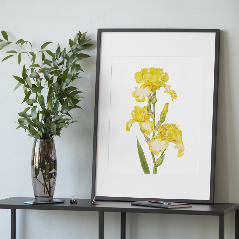 Ирис гибридный. Сорт "Limelight"