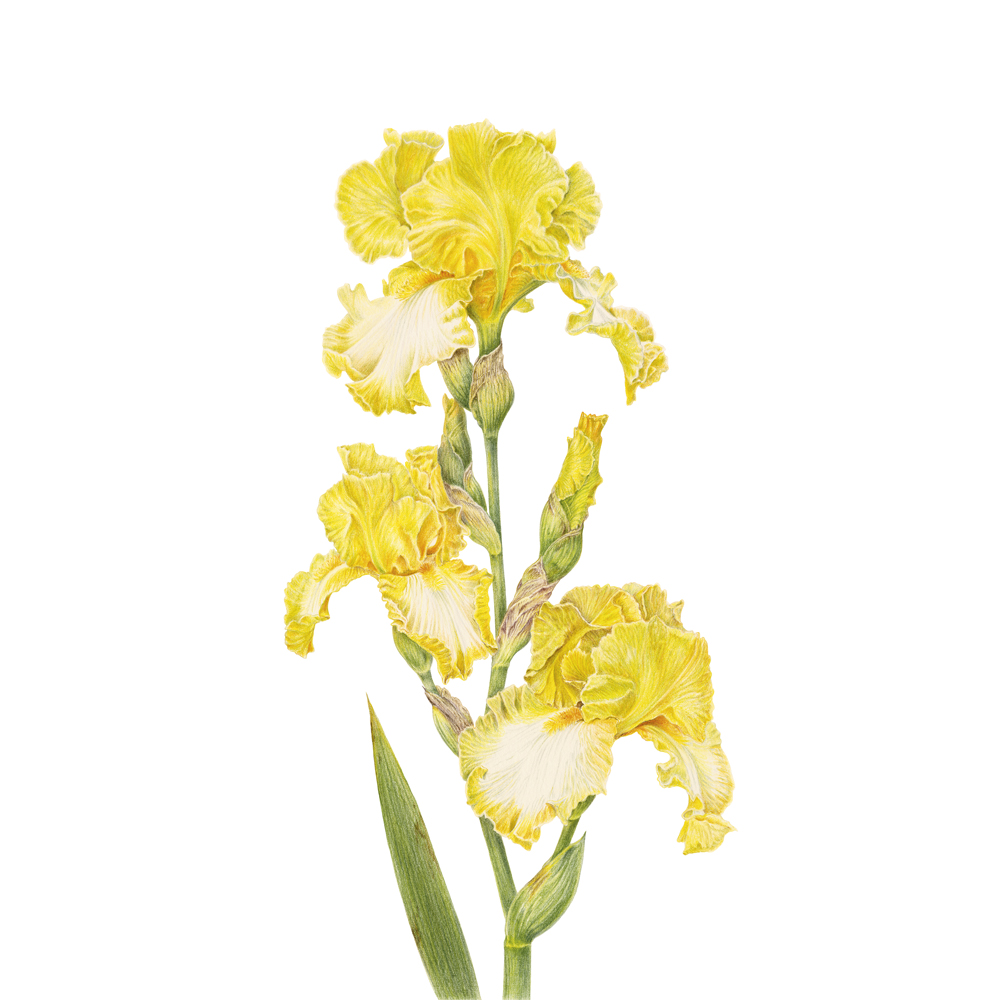 Ирис гибридный. Сорт "Limelight"