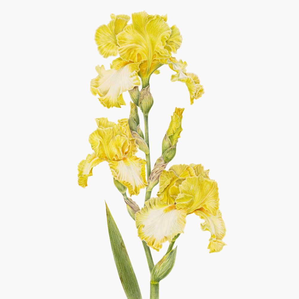 Ирис гибридный. Сорт "Limelight"