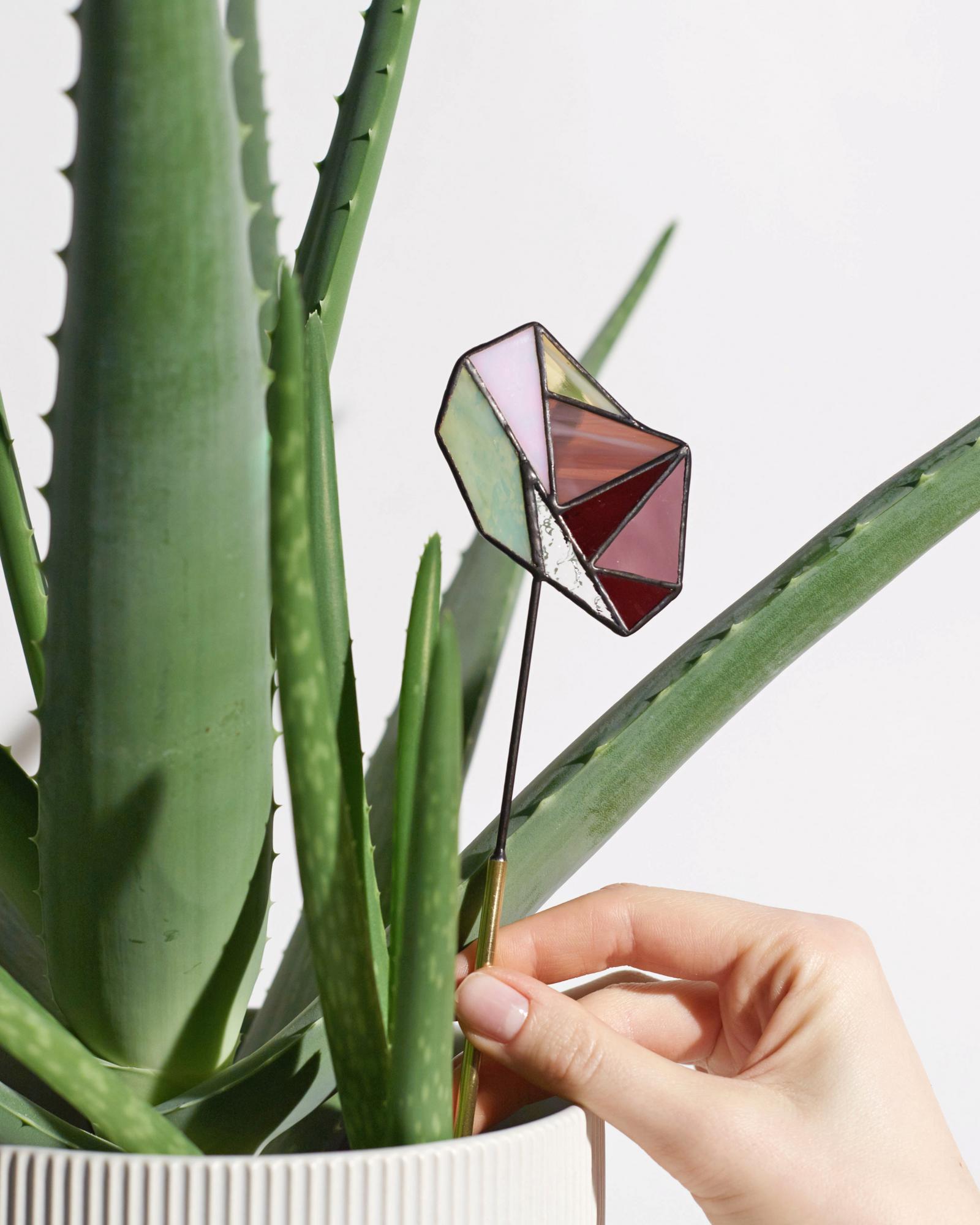 Сумрачная .Виноградная лоза