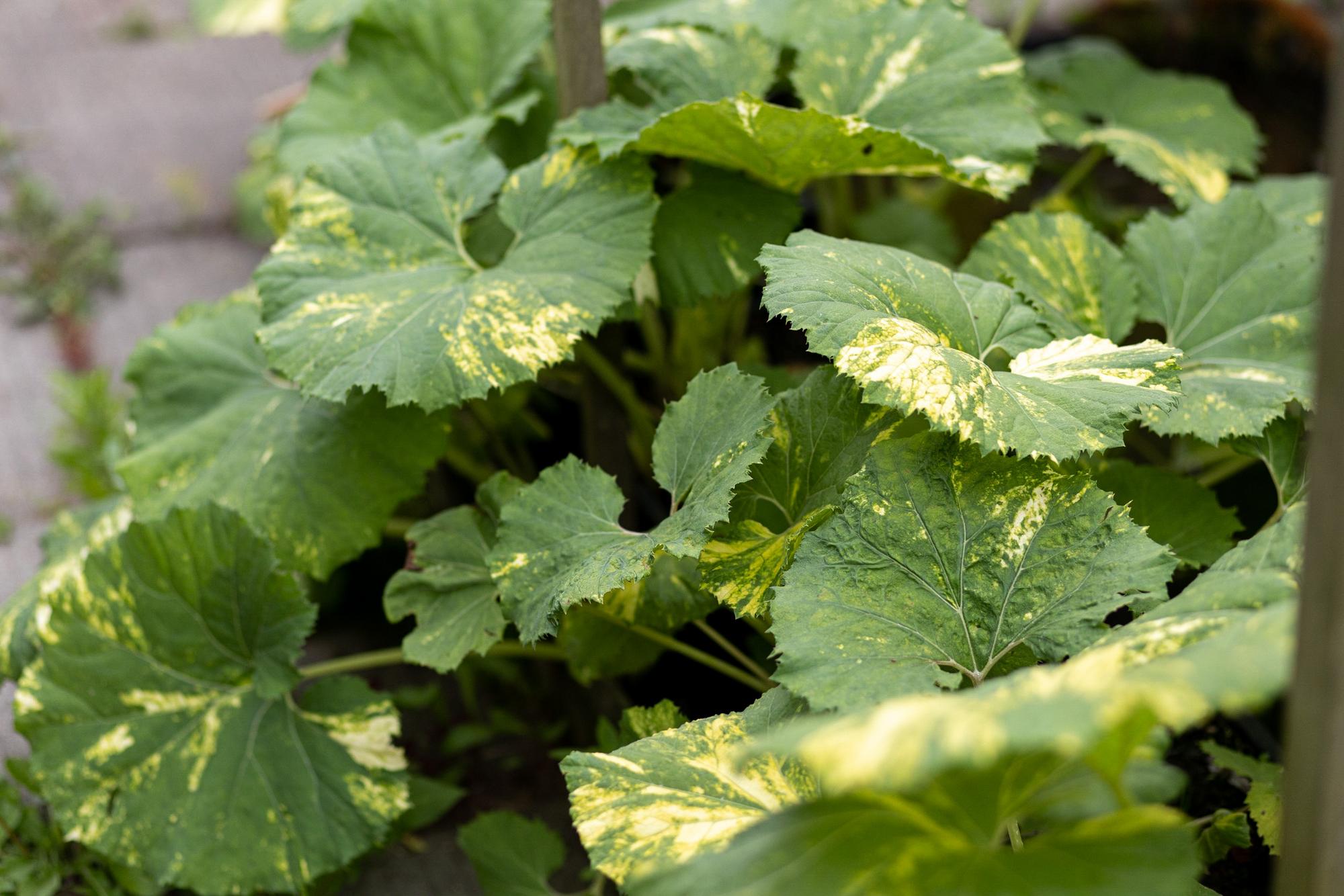 Белокопытник японский variegatus