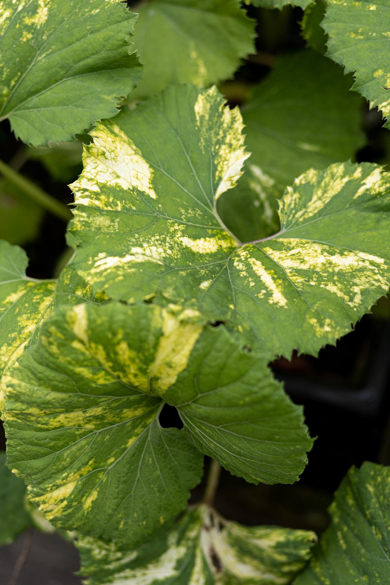 Белокопытник японский variegatus