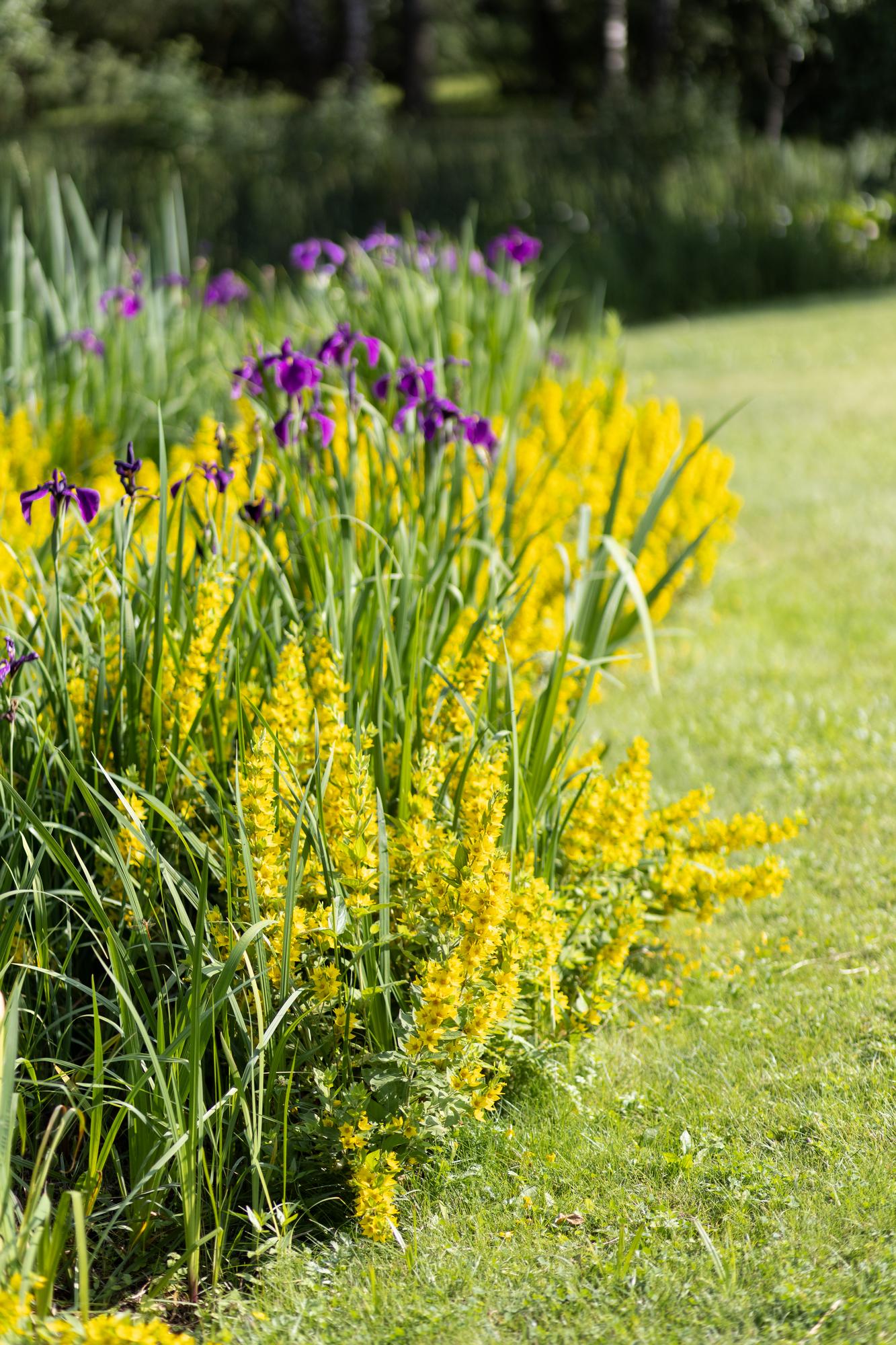 Вербейник крапчатый