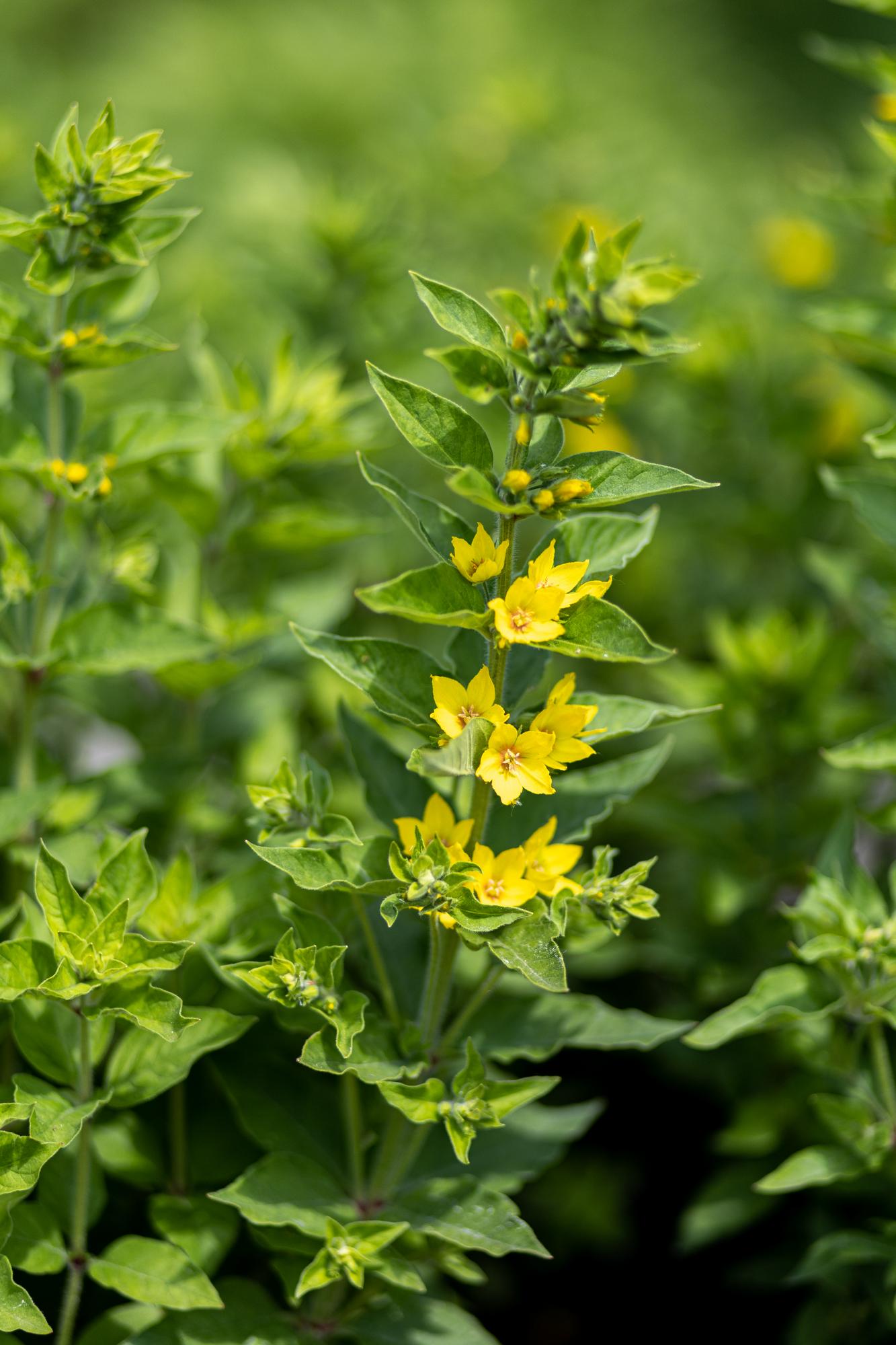 Вербейник крапчатый