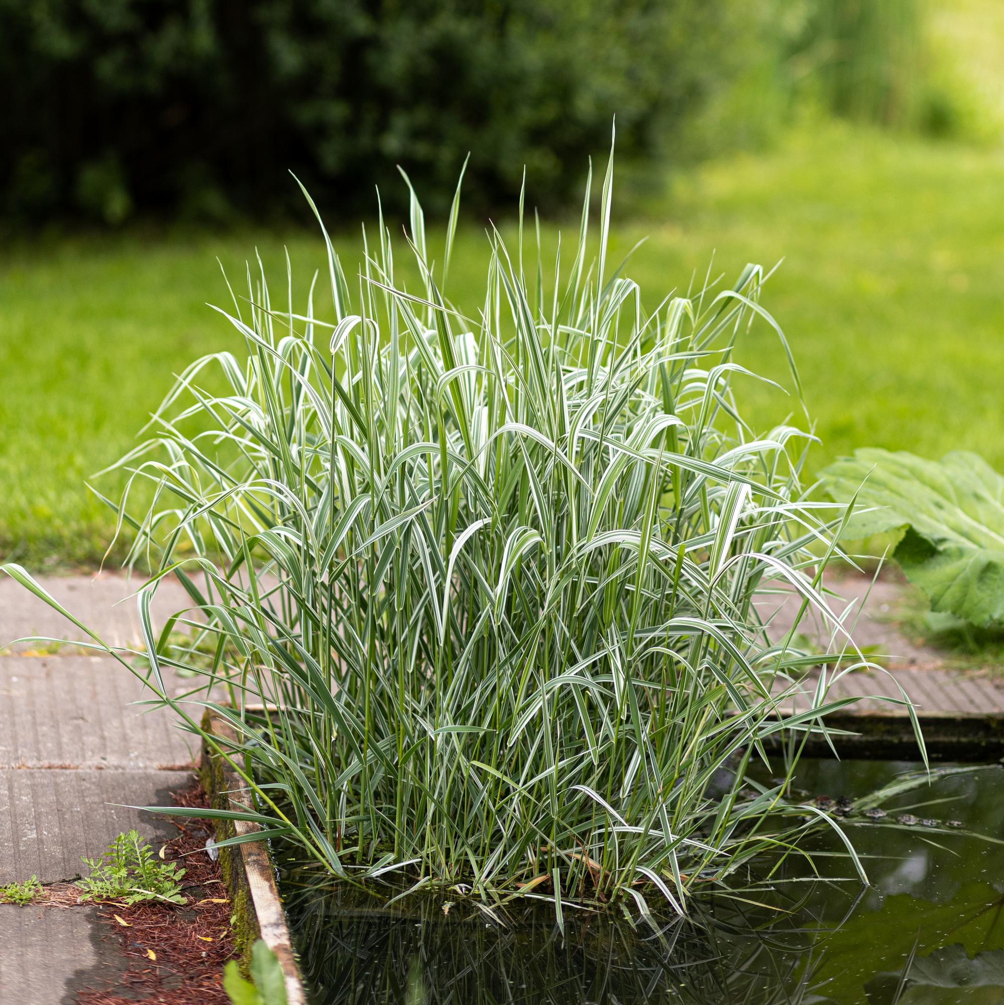 Двукисточник тростниковый Dwarf Garters / фалярис