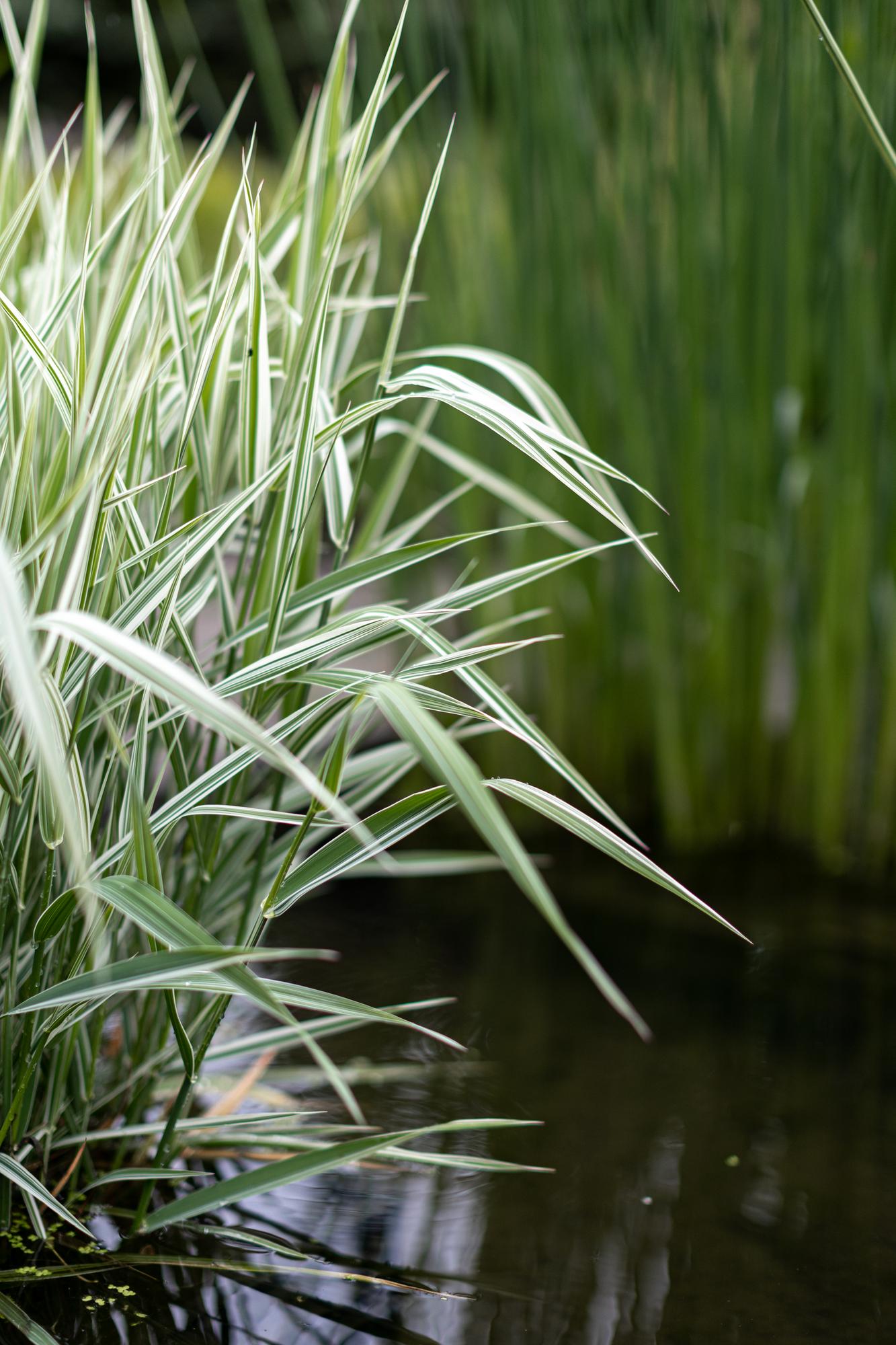 Двукисточник тростниковый Dwarf Garters / фалярис