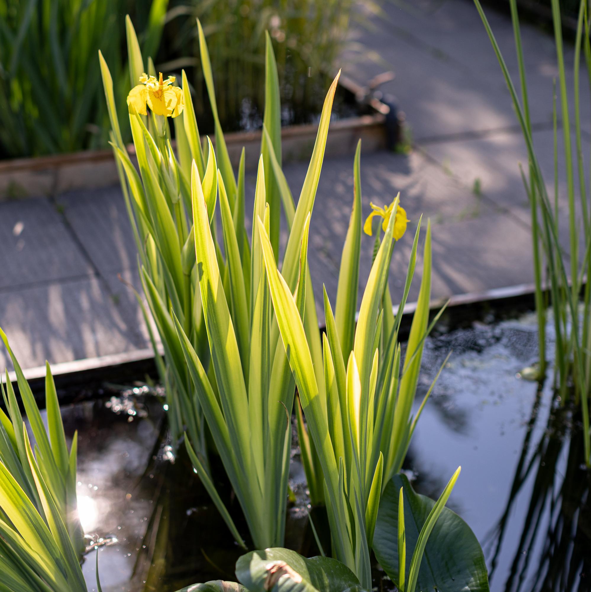 ирис водный вариегатный