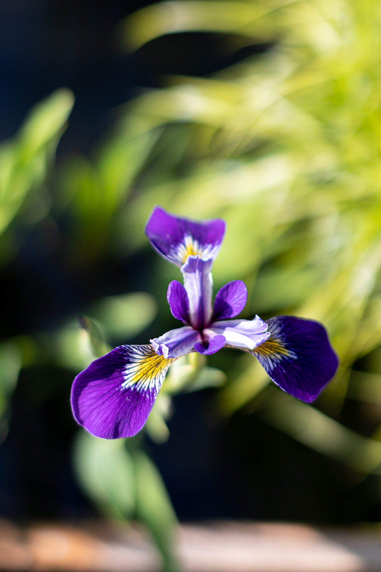 Ирис Holden’s Child