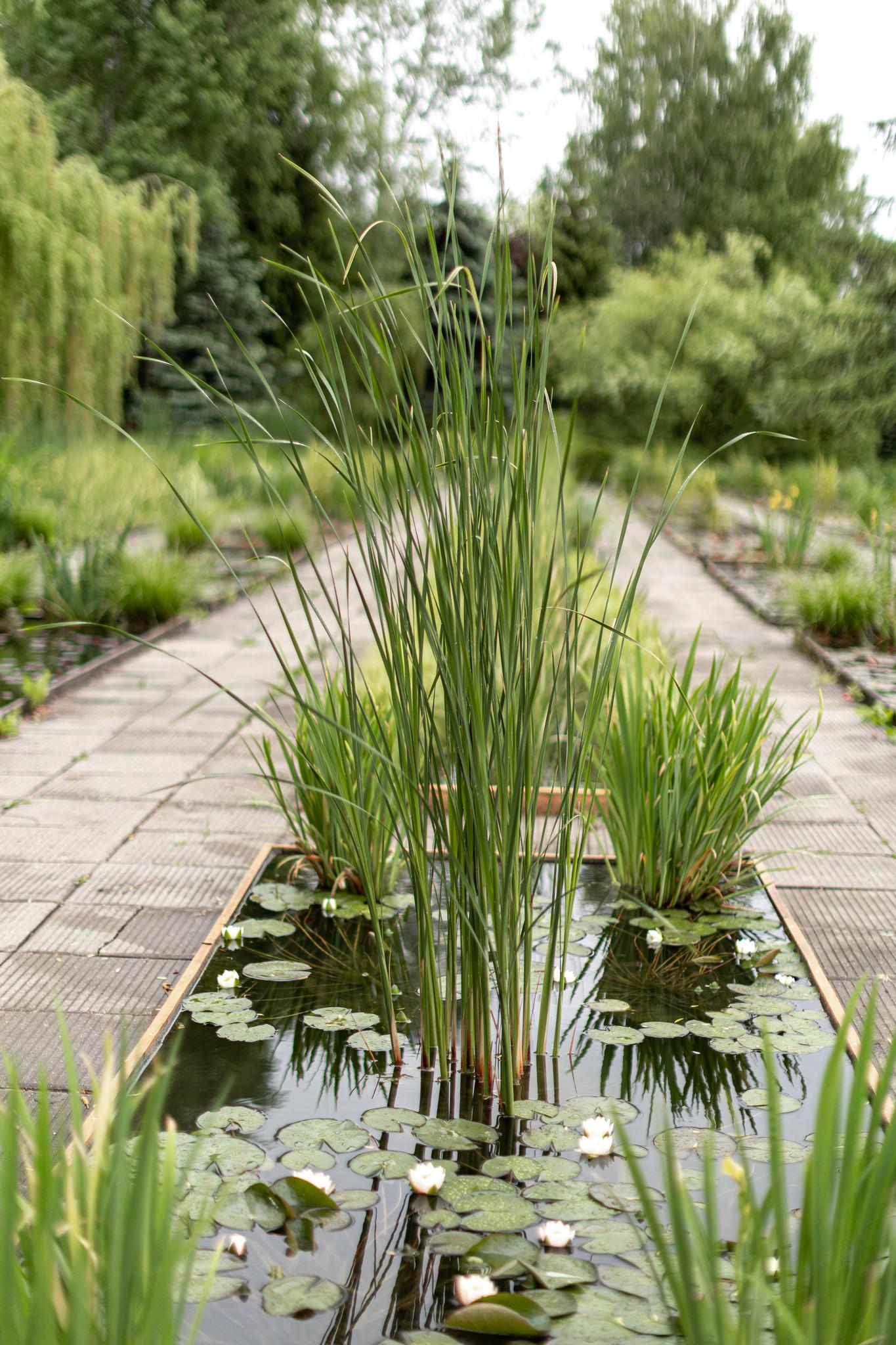 Красивая кувшинка в пруду