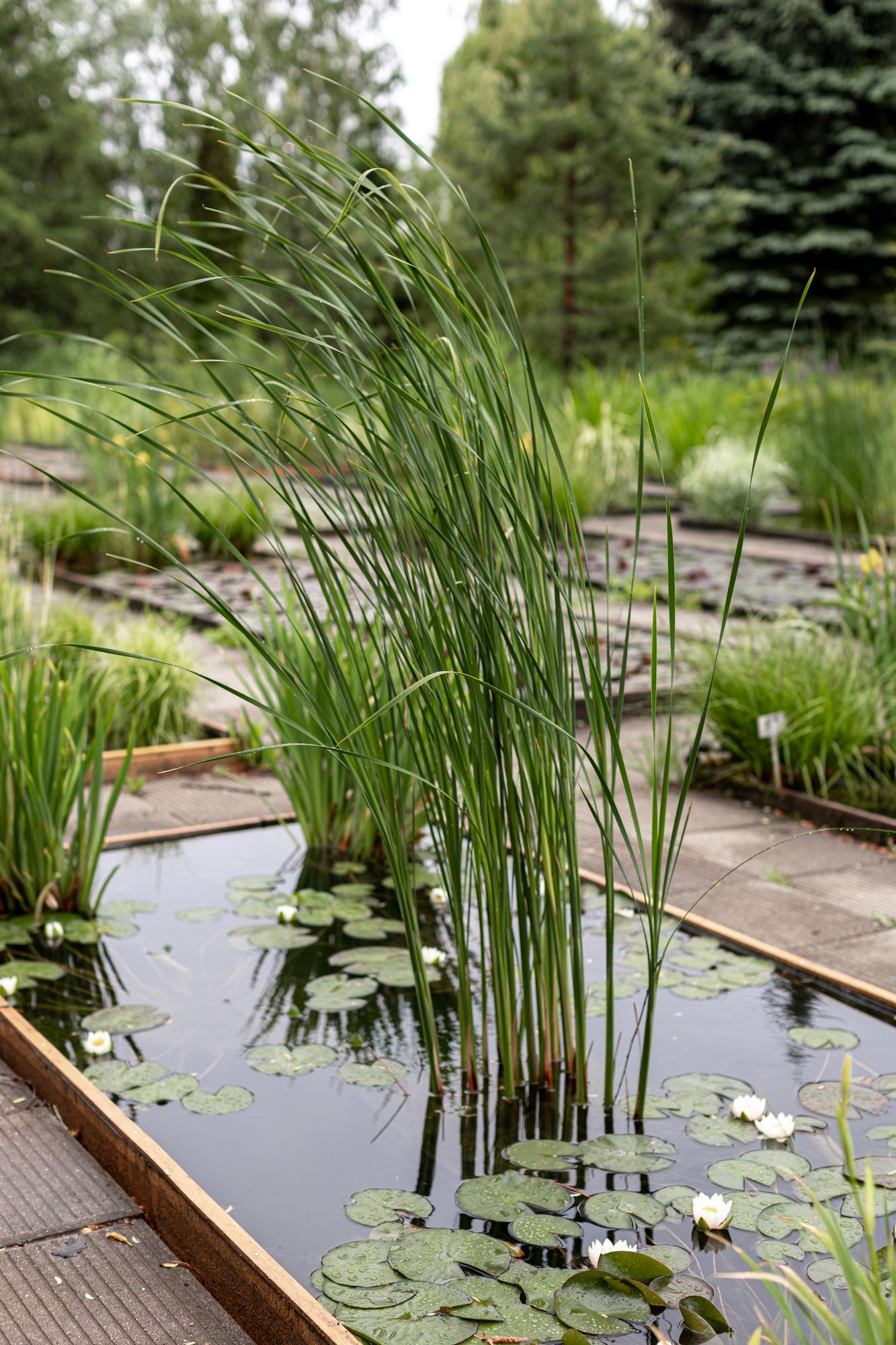 Рогоз узколистный