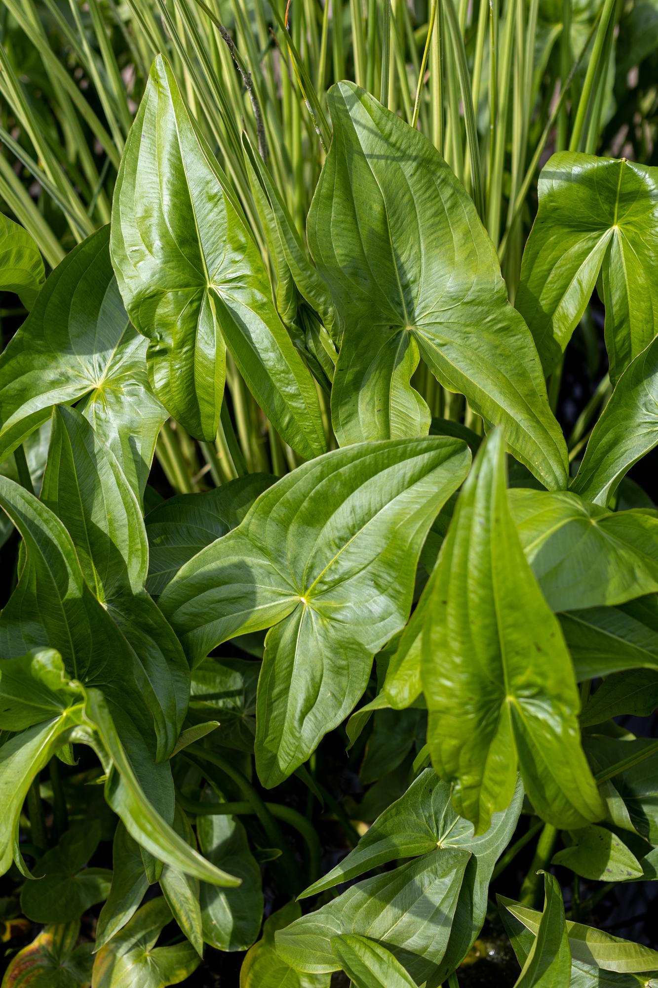 Стрелолист широколистный