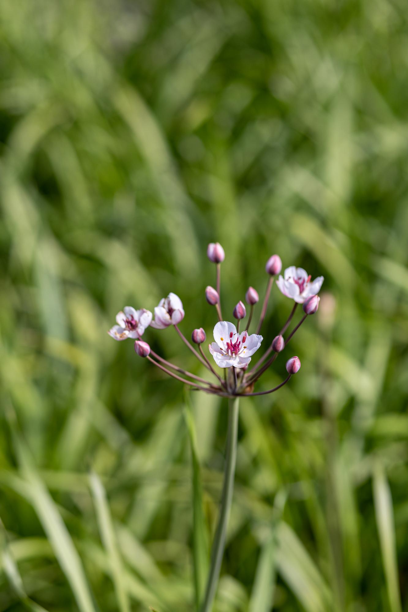 Сусак зонтичный
