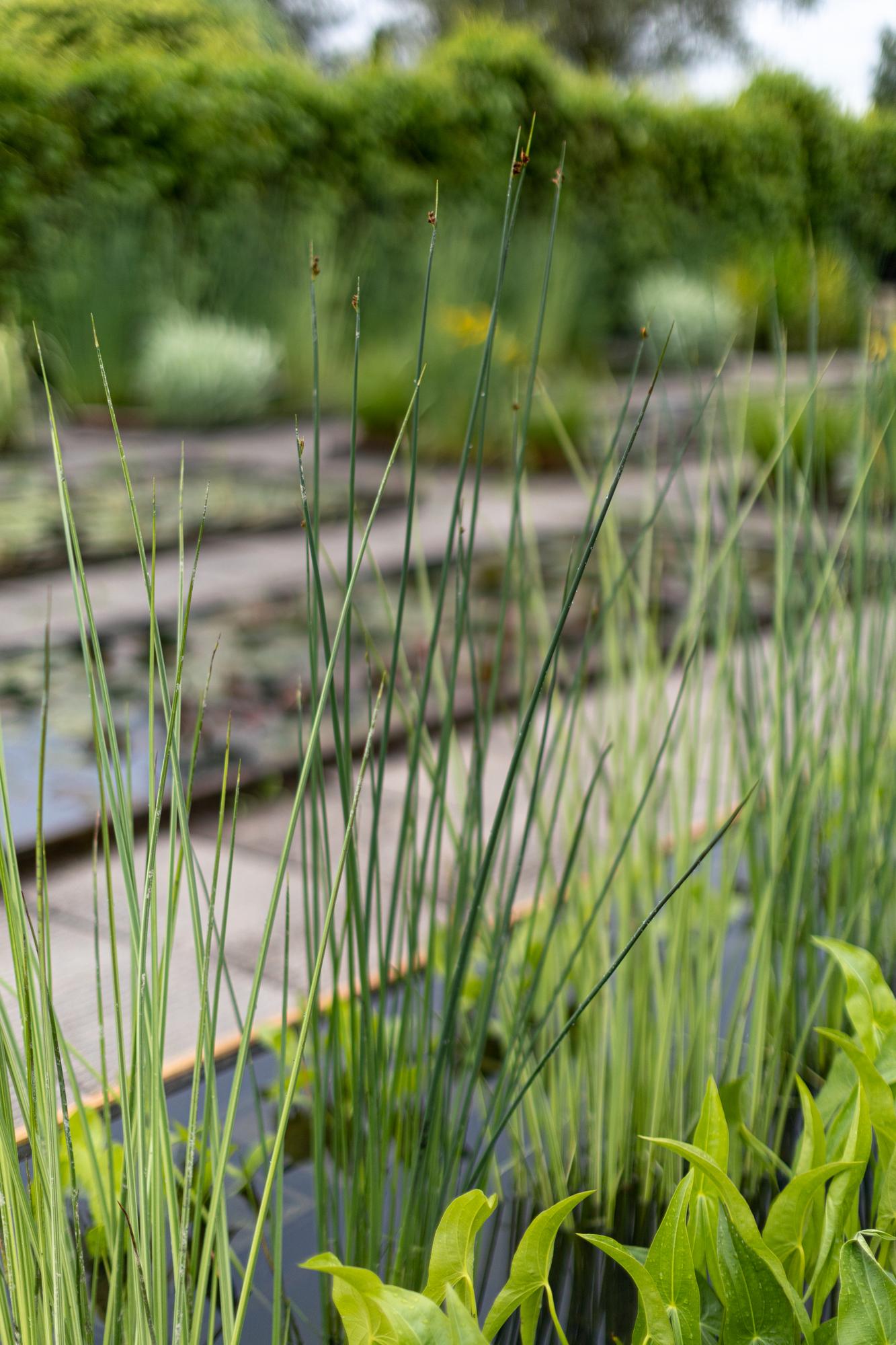 Схеноплектус/камыш озерный