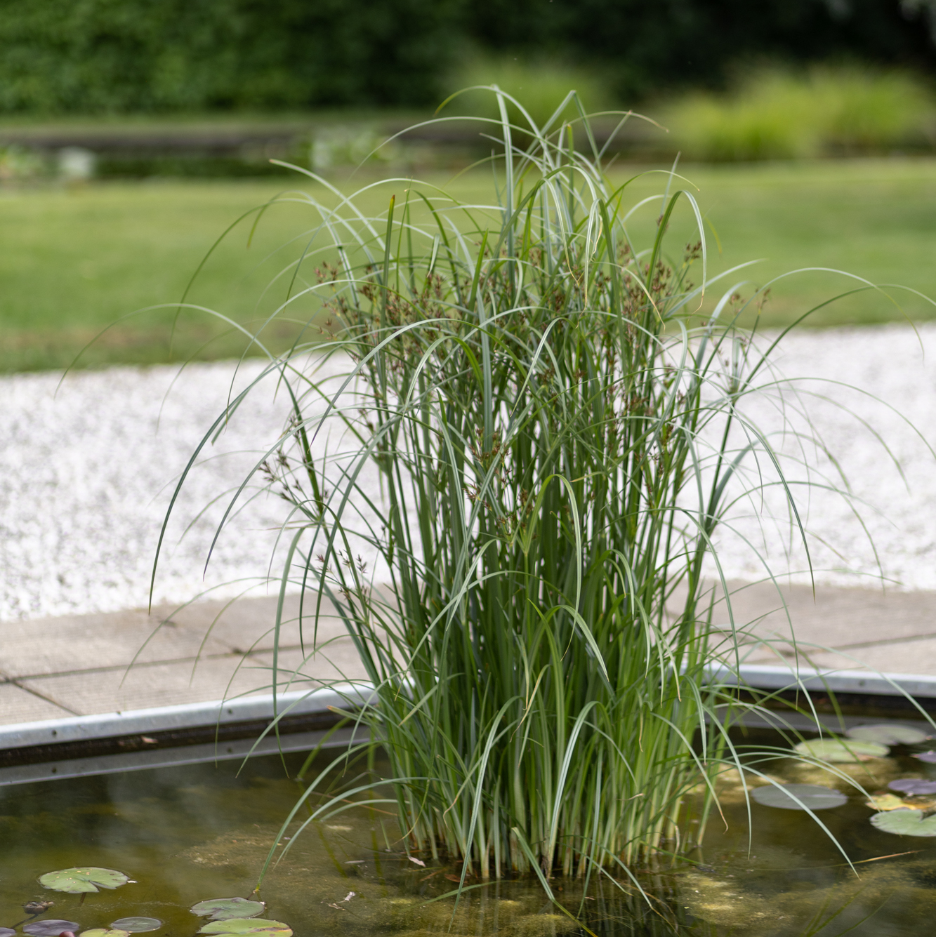 сыть длинная