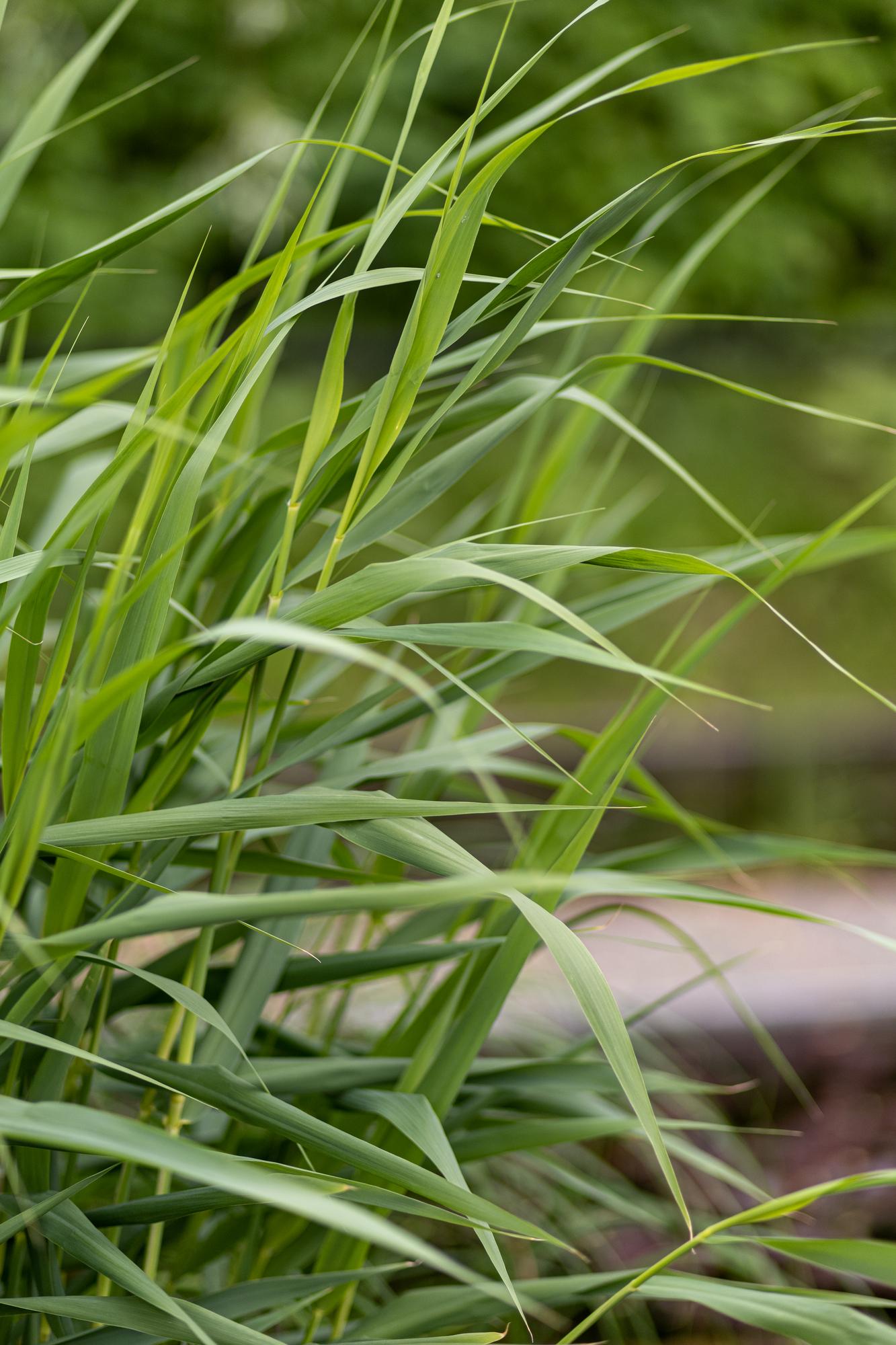 Тростник южный