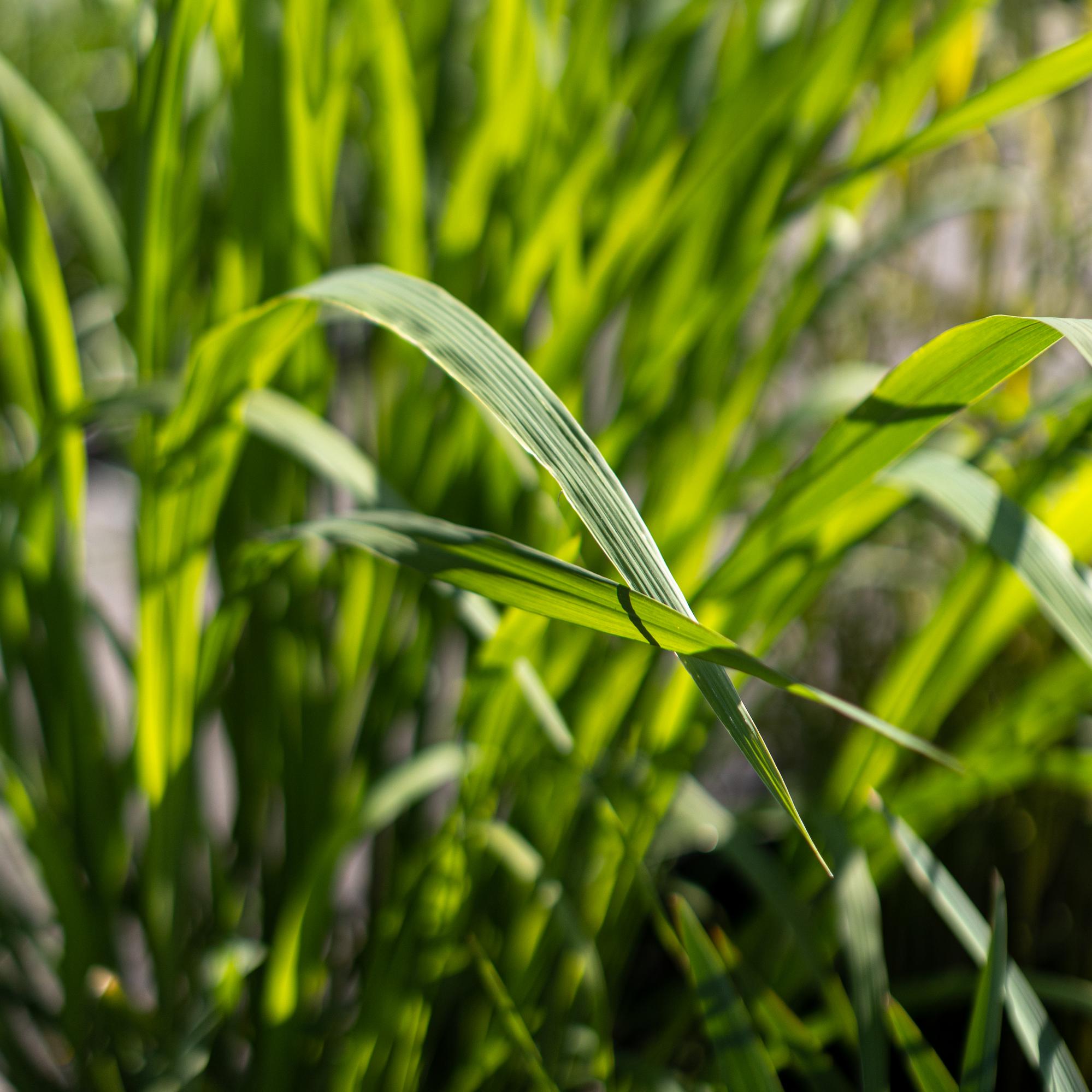 Цицания широколистная