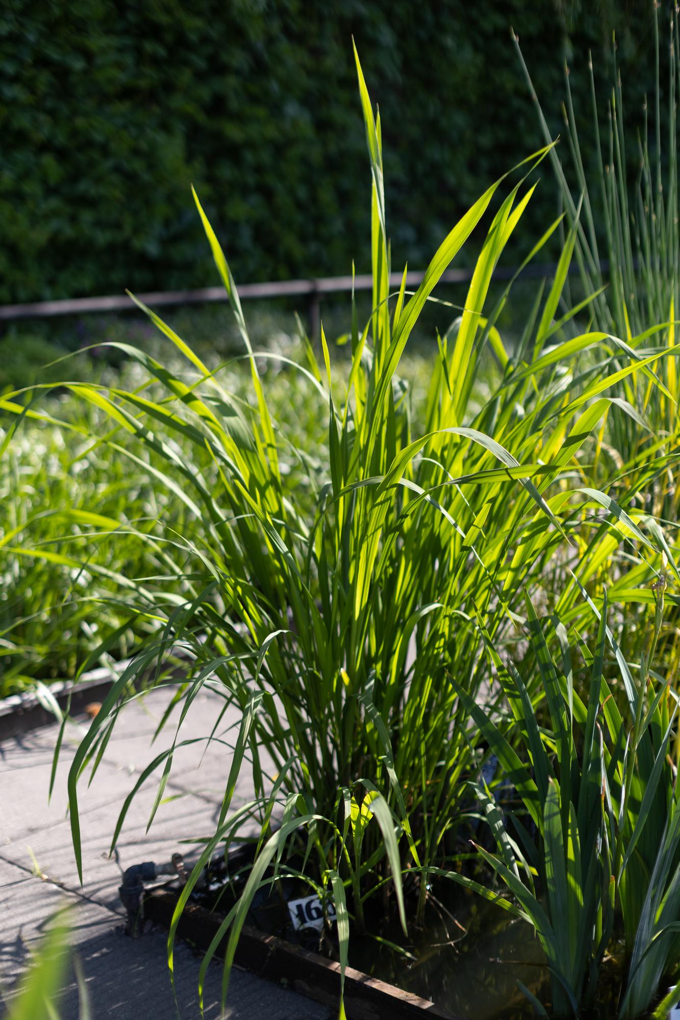 Цицания широколистная