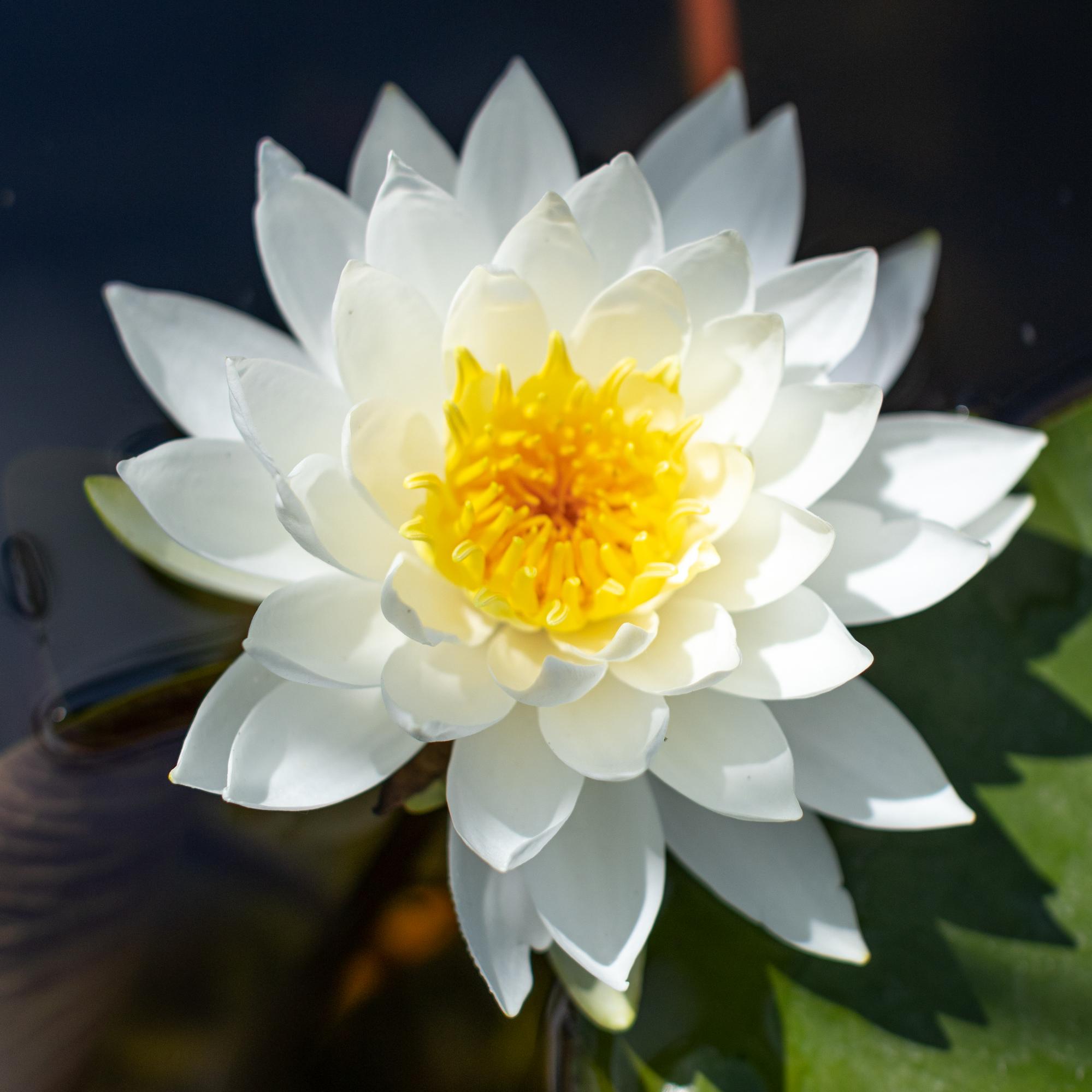 кувшинка white sensation