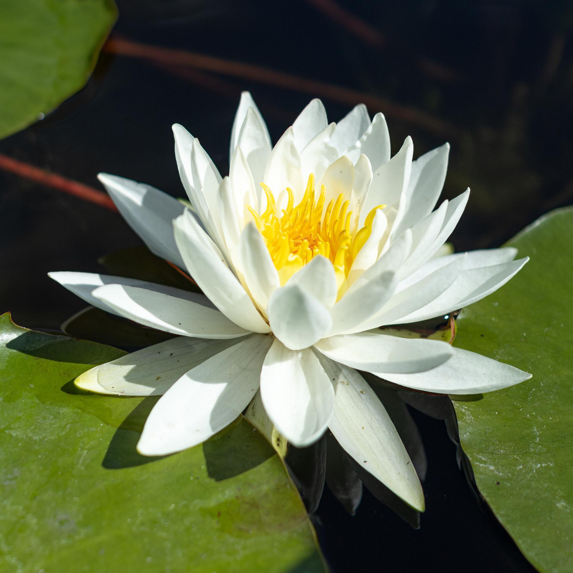 кувшинка white sensation