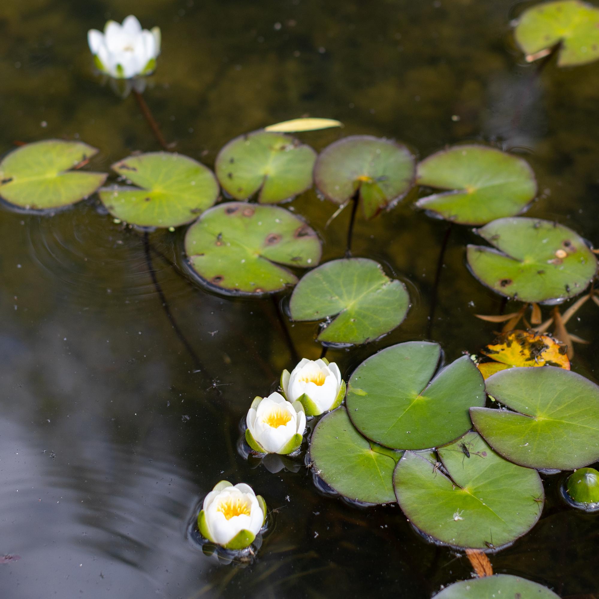 Кувшинка Tetragona Alexsander