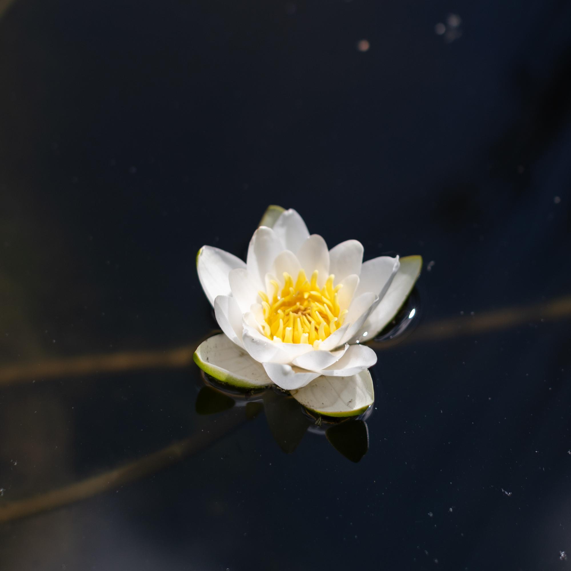 Кувшинка Tetragona Alexsander