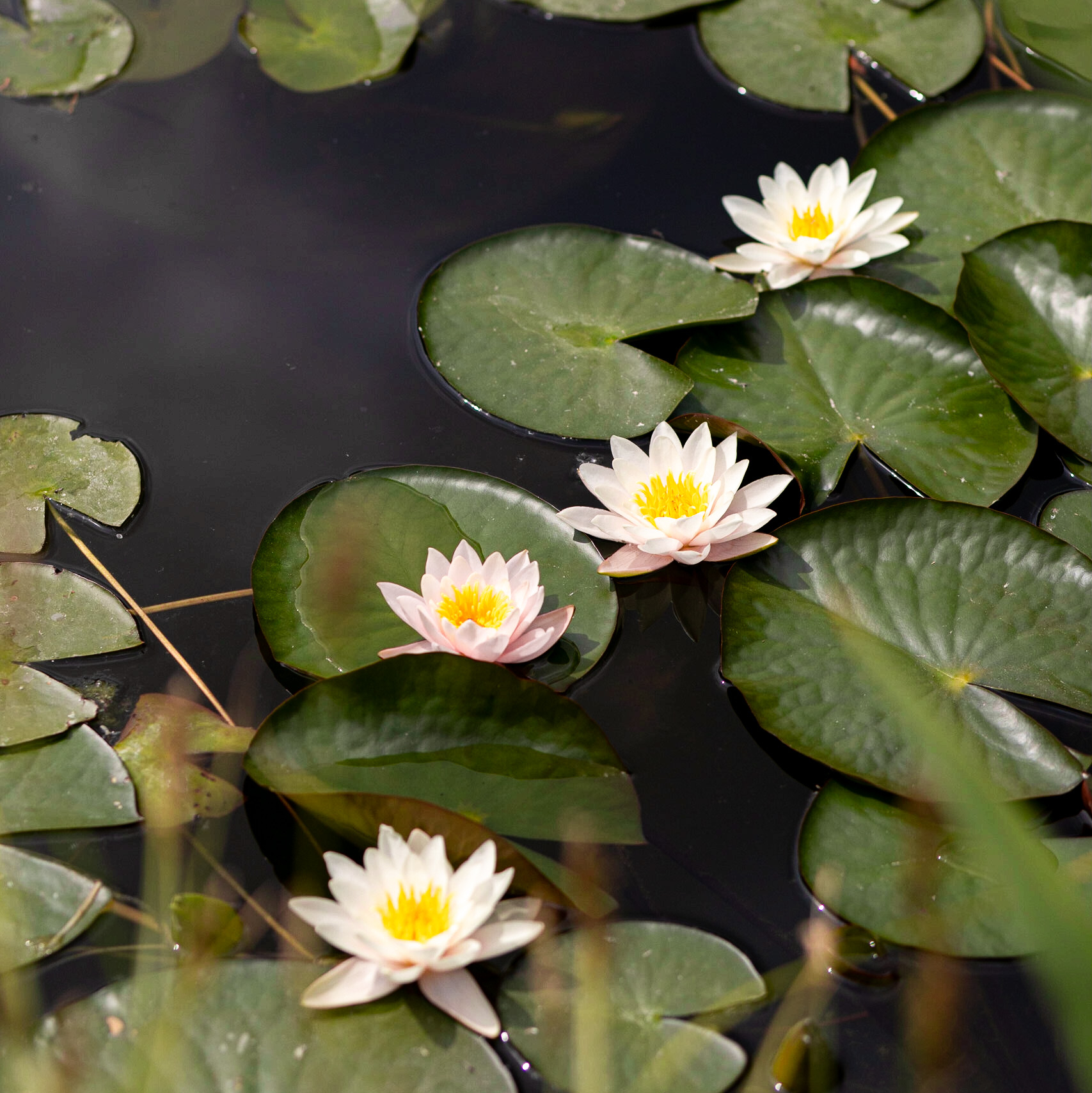 одолень трава