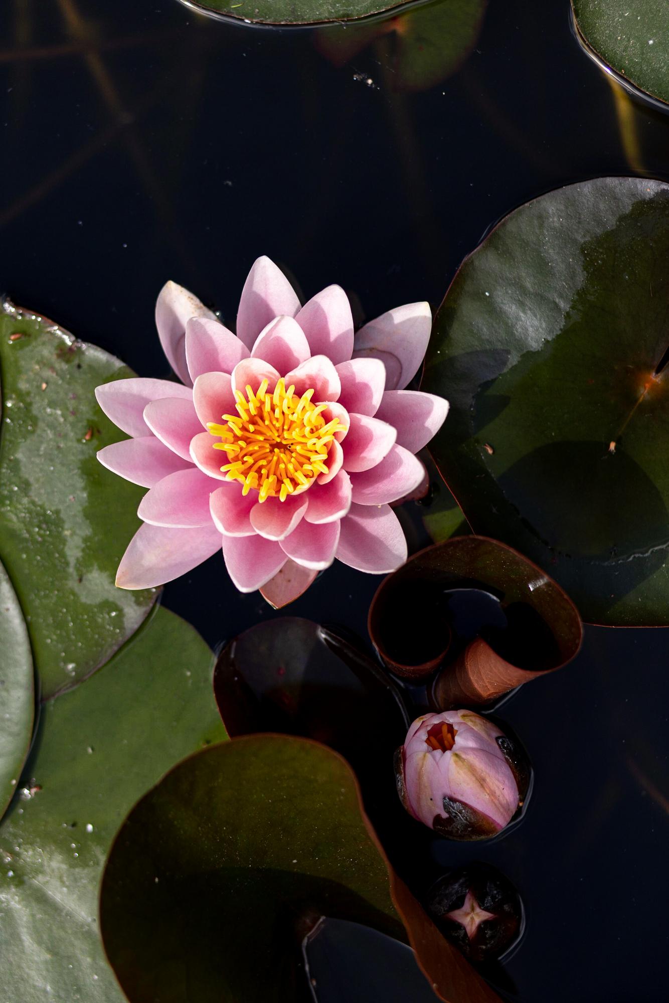 Кувшинка Fabiola