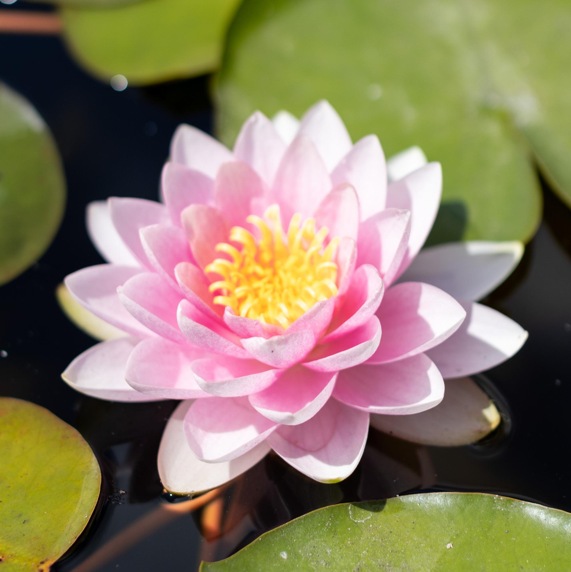 Кувшинка Hollandia (Darwin)