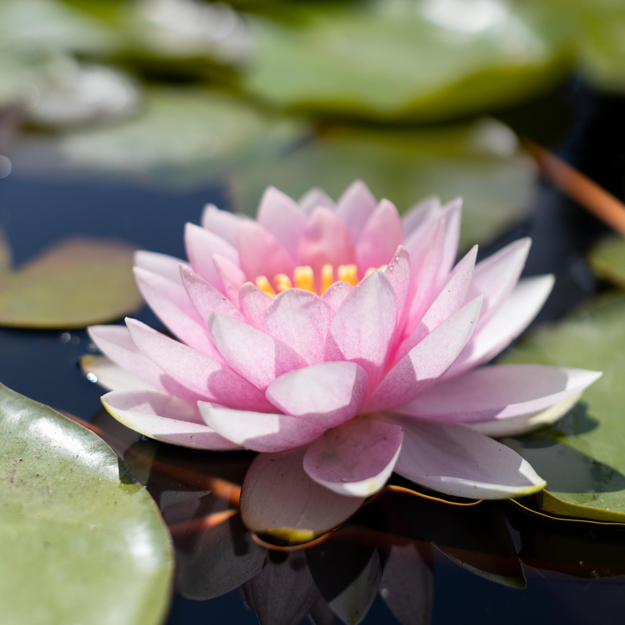 Кувшинка Hollandia (Darwin)