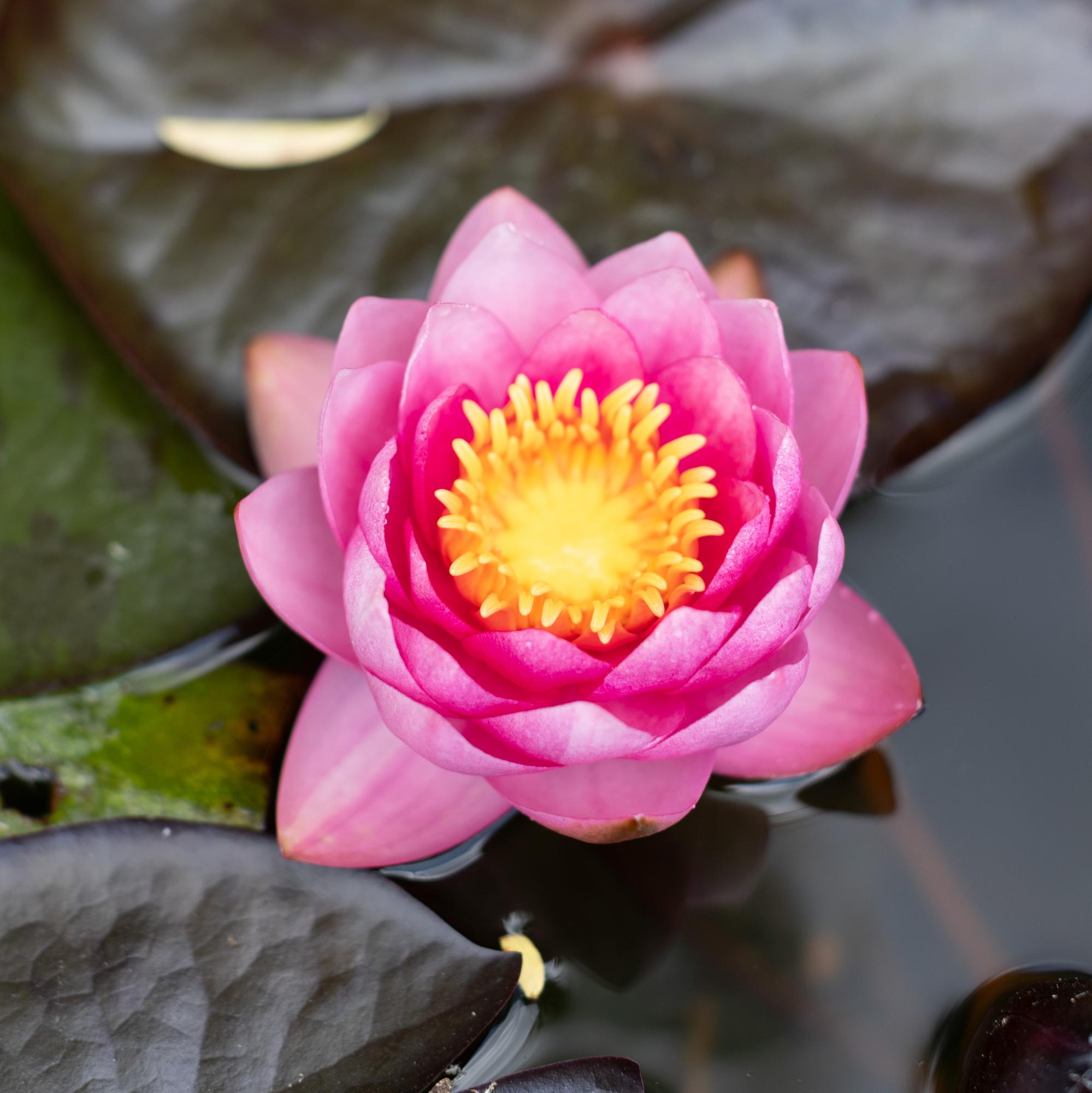 Кувшинка James Brydon