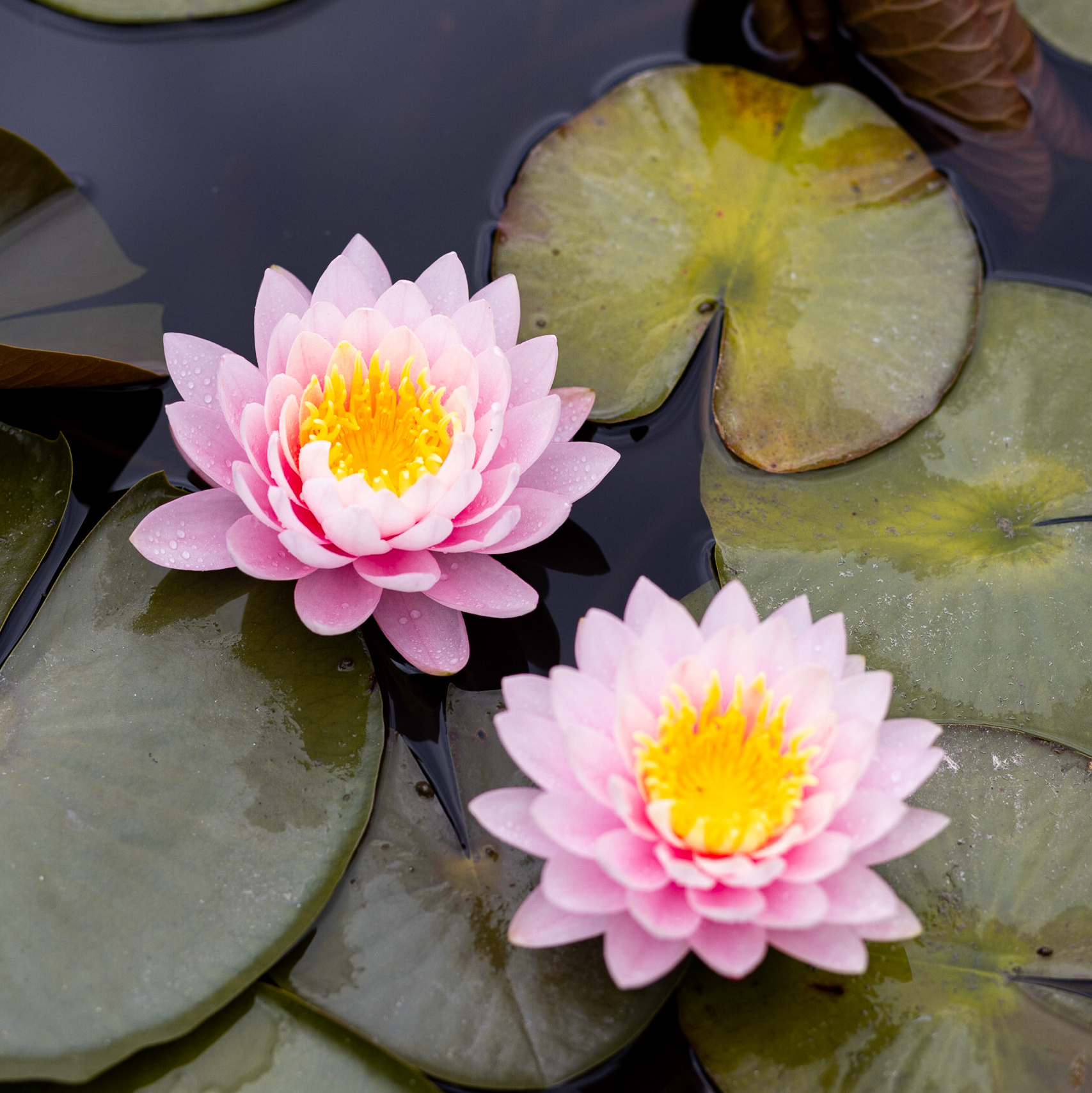 кувшинка Peter Slocum