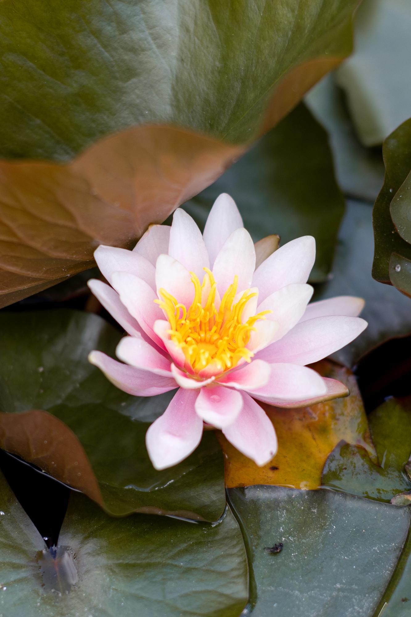 Кувшинка Rosennymphe