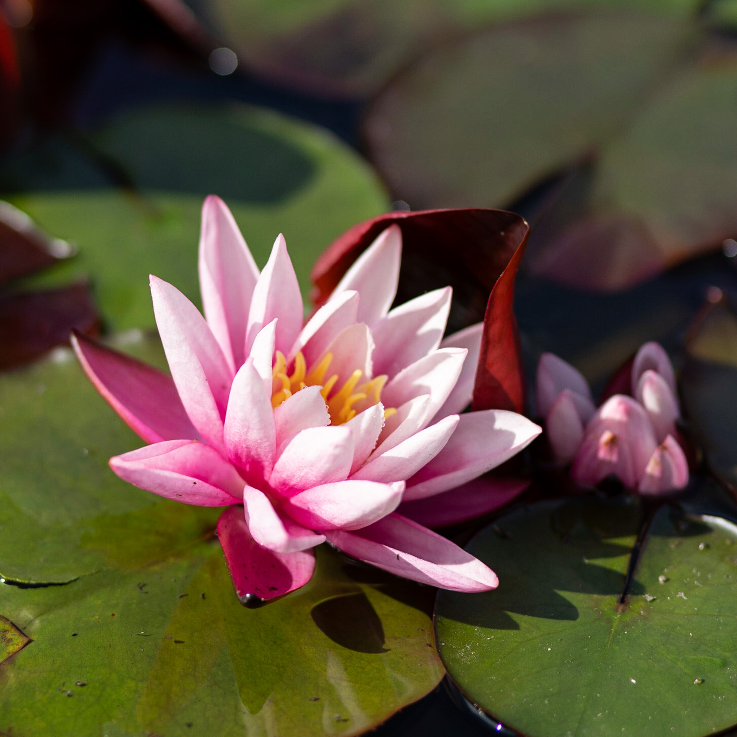 кувшинка Yuh-Ling