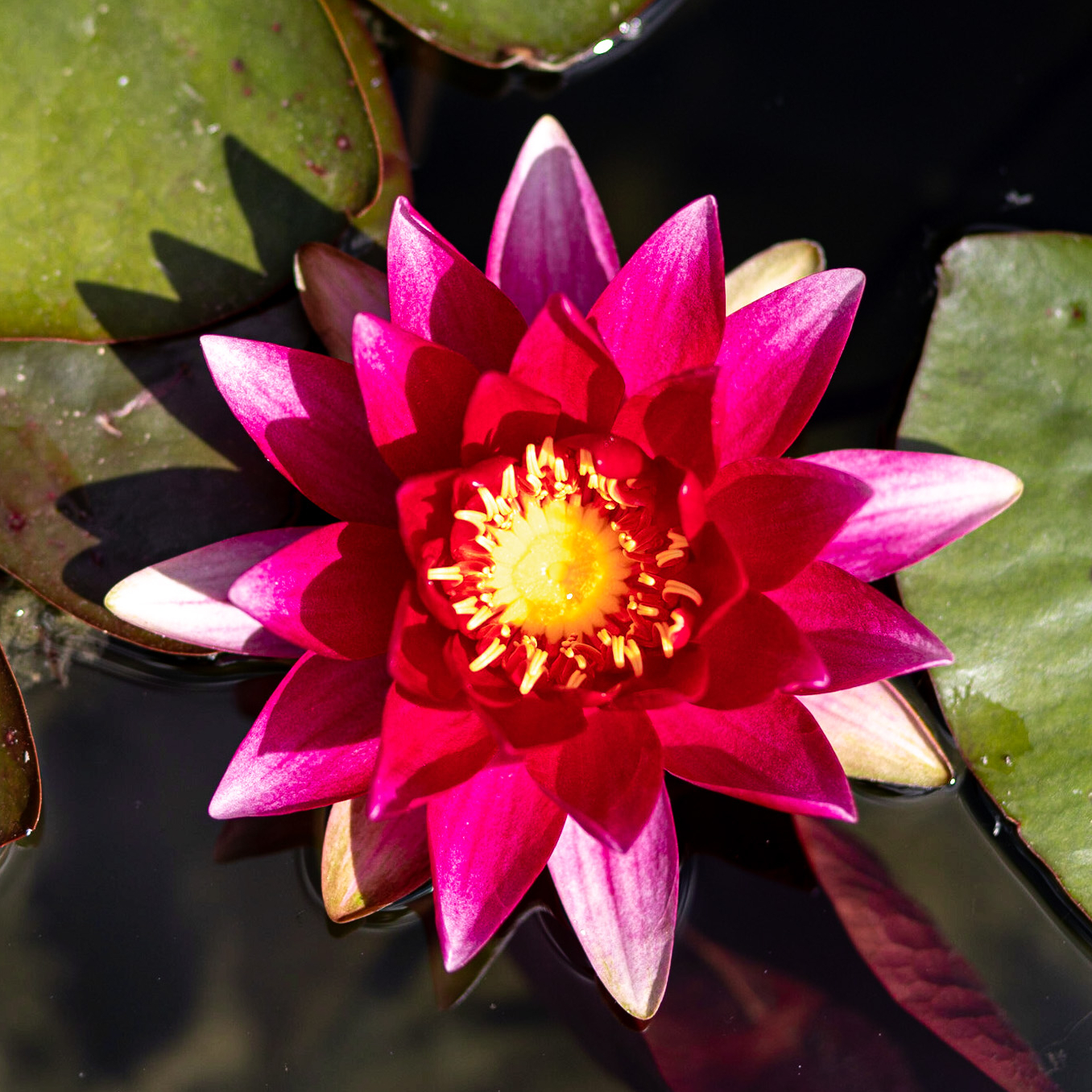 Кувшинка Red Queen