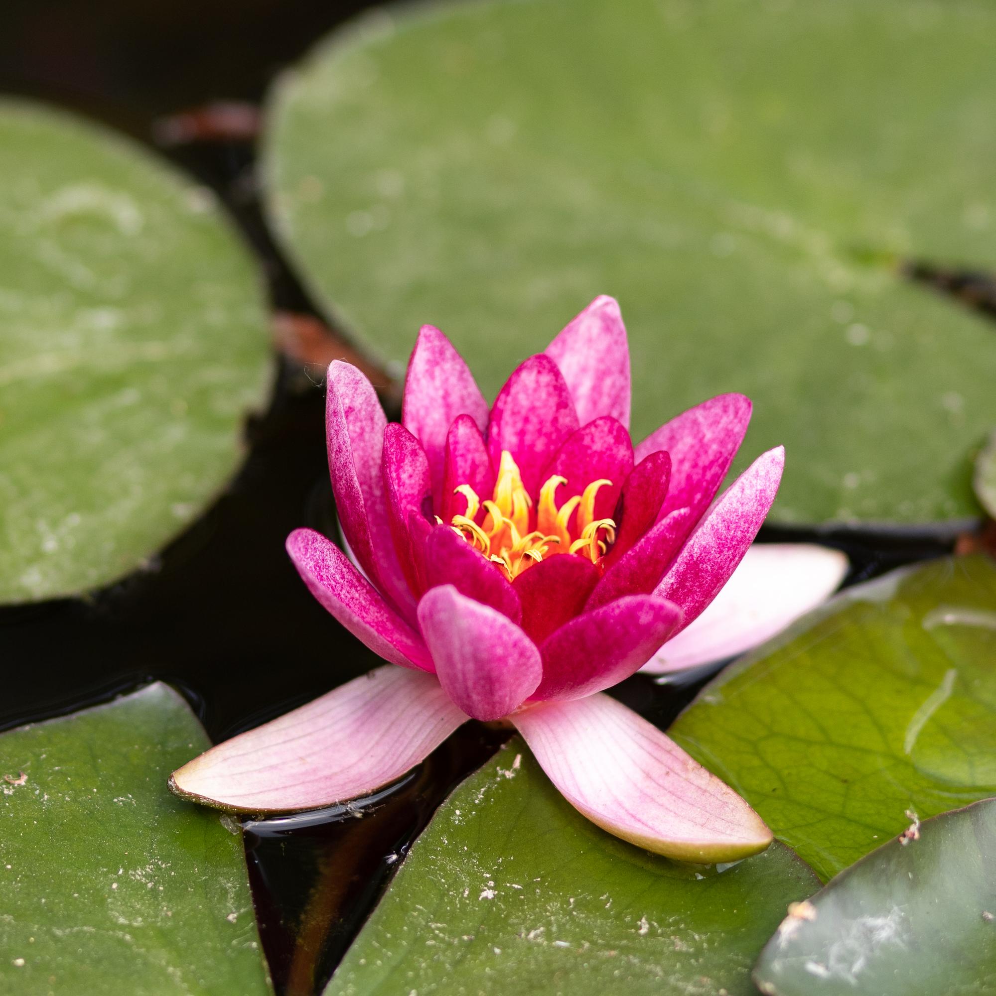 Кувшинка Laydekeri Lilacea