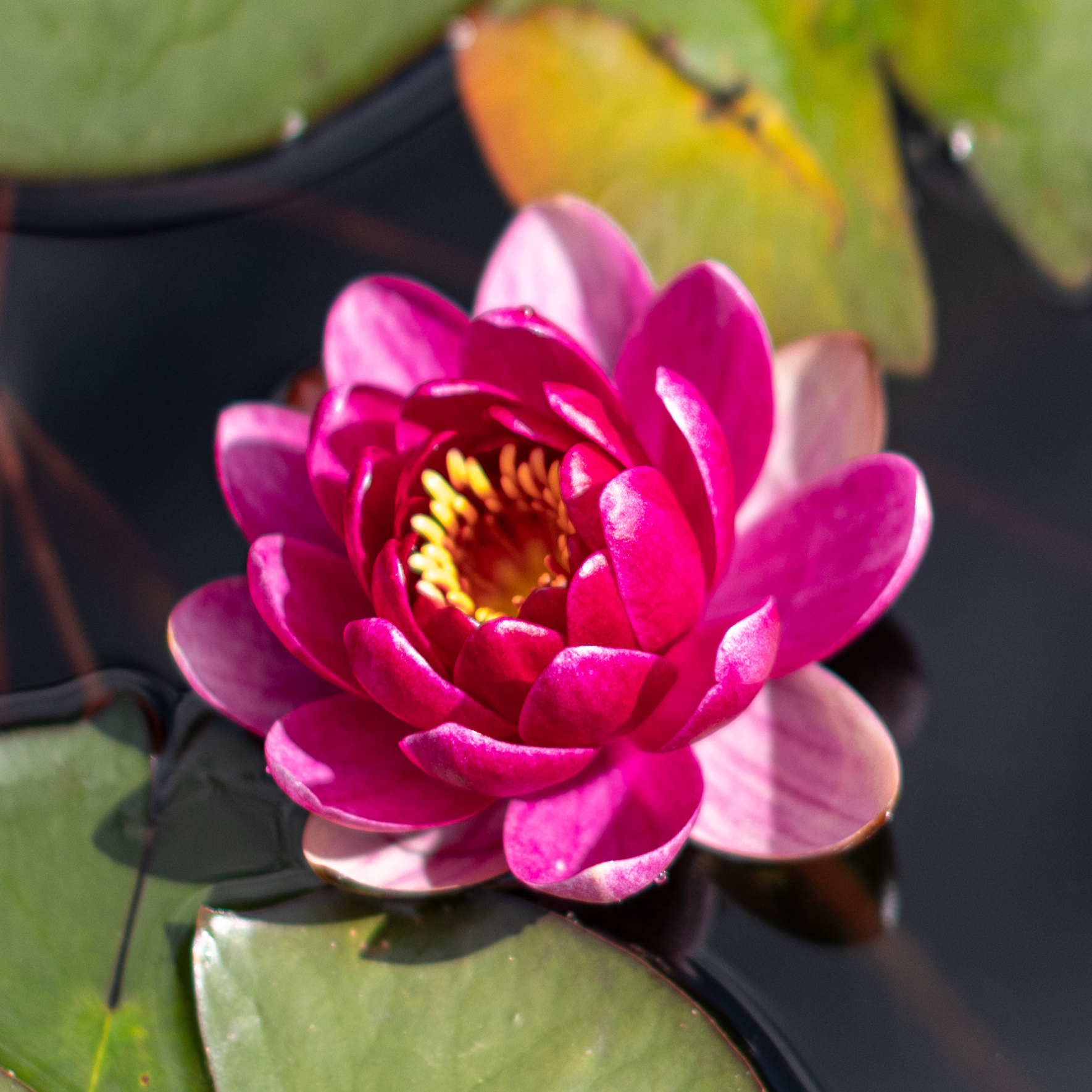 кувшинка perry's baby red