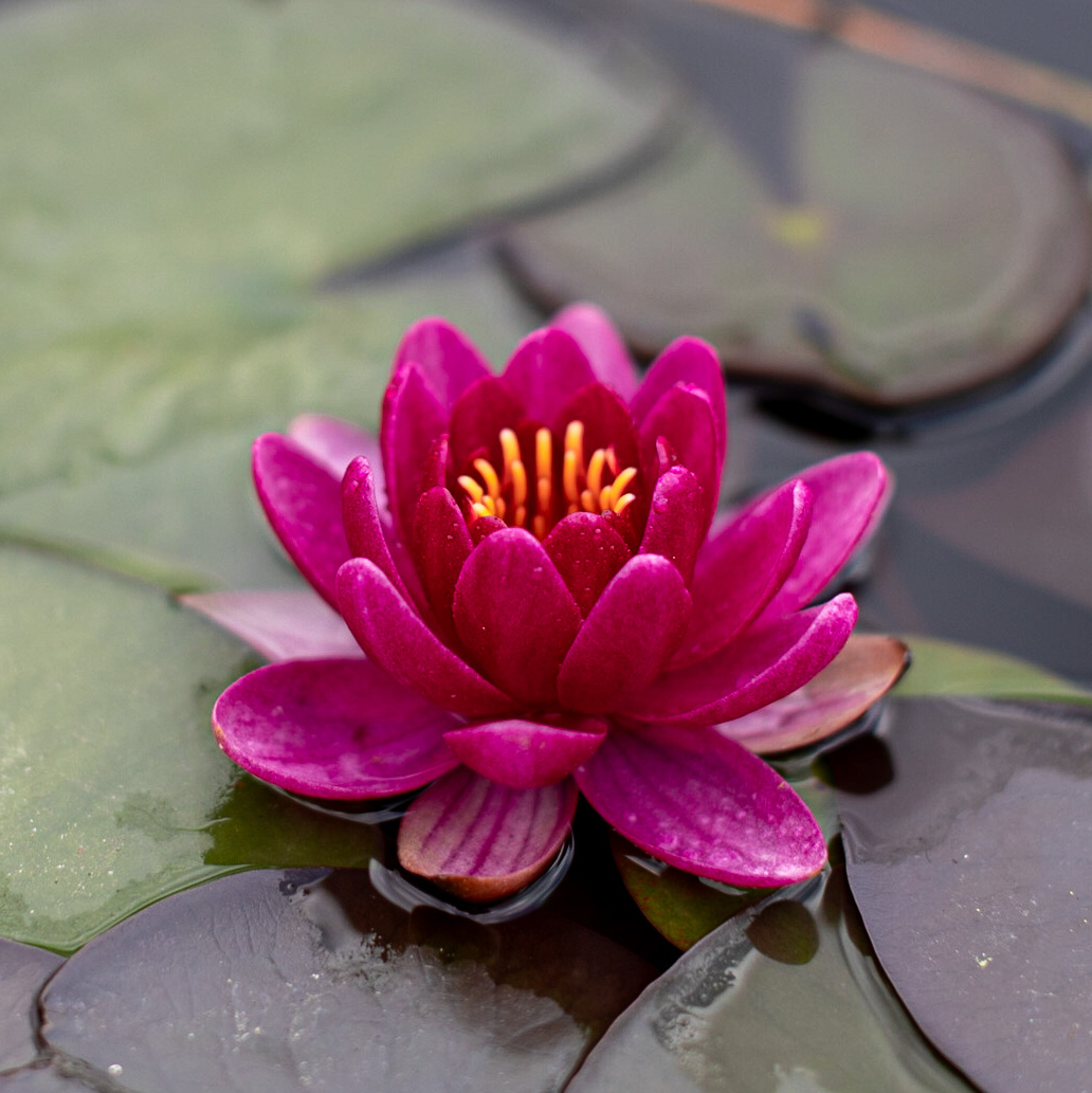 кувшинка perry's baby red